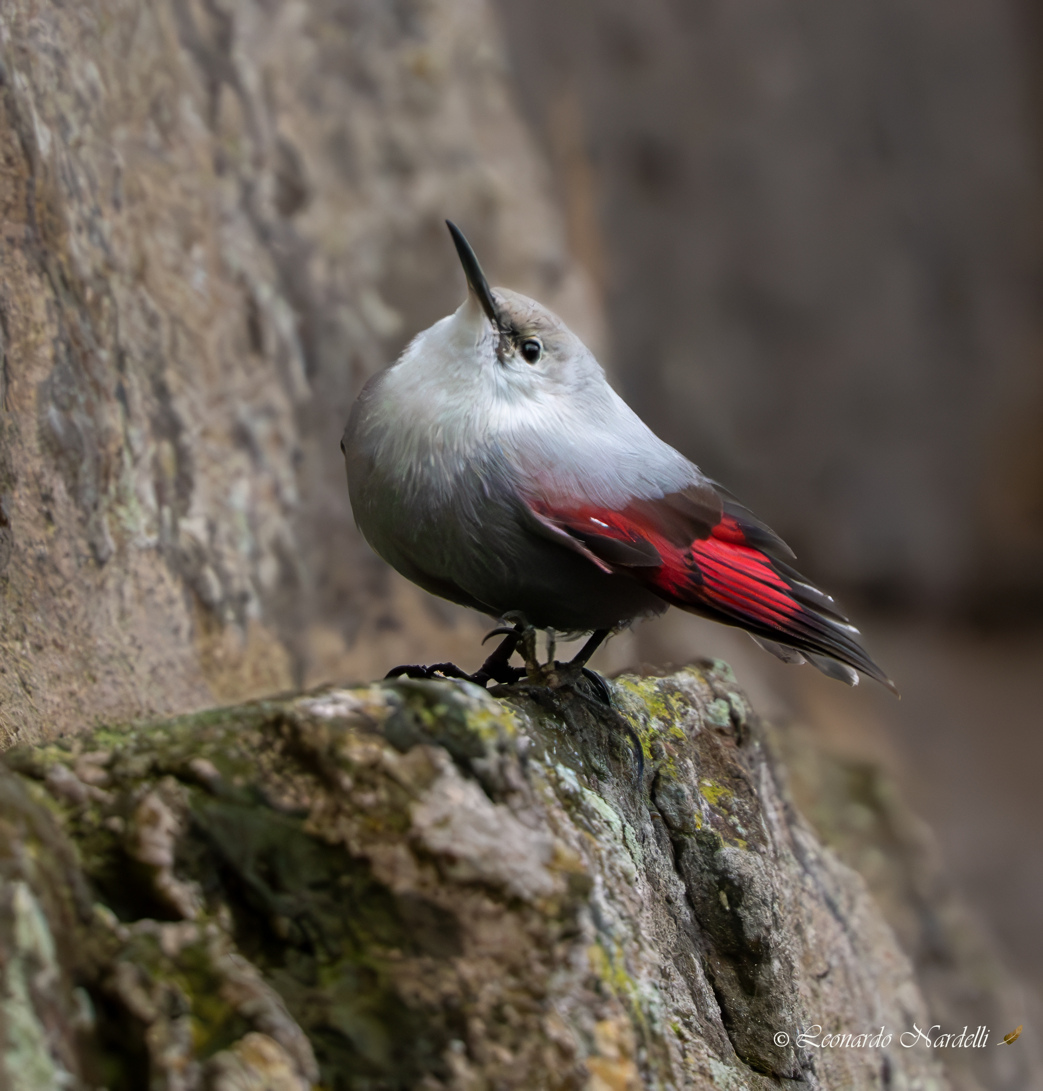Wallcreeper (Tichodroma muraria)