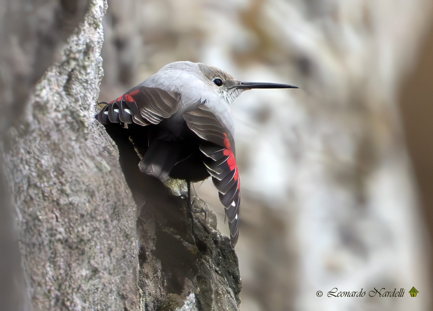 Picchio Muraiolo (Tichodroma muraria)