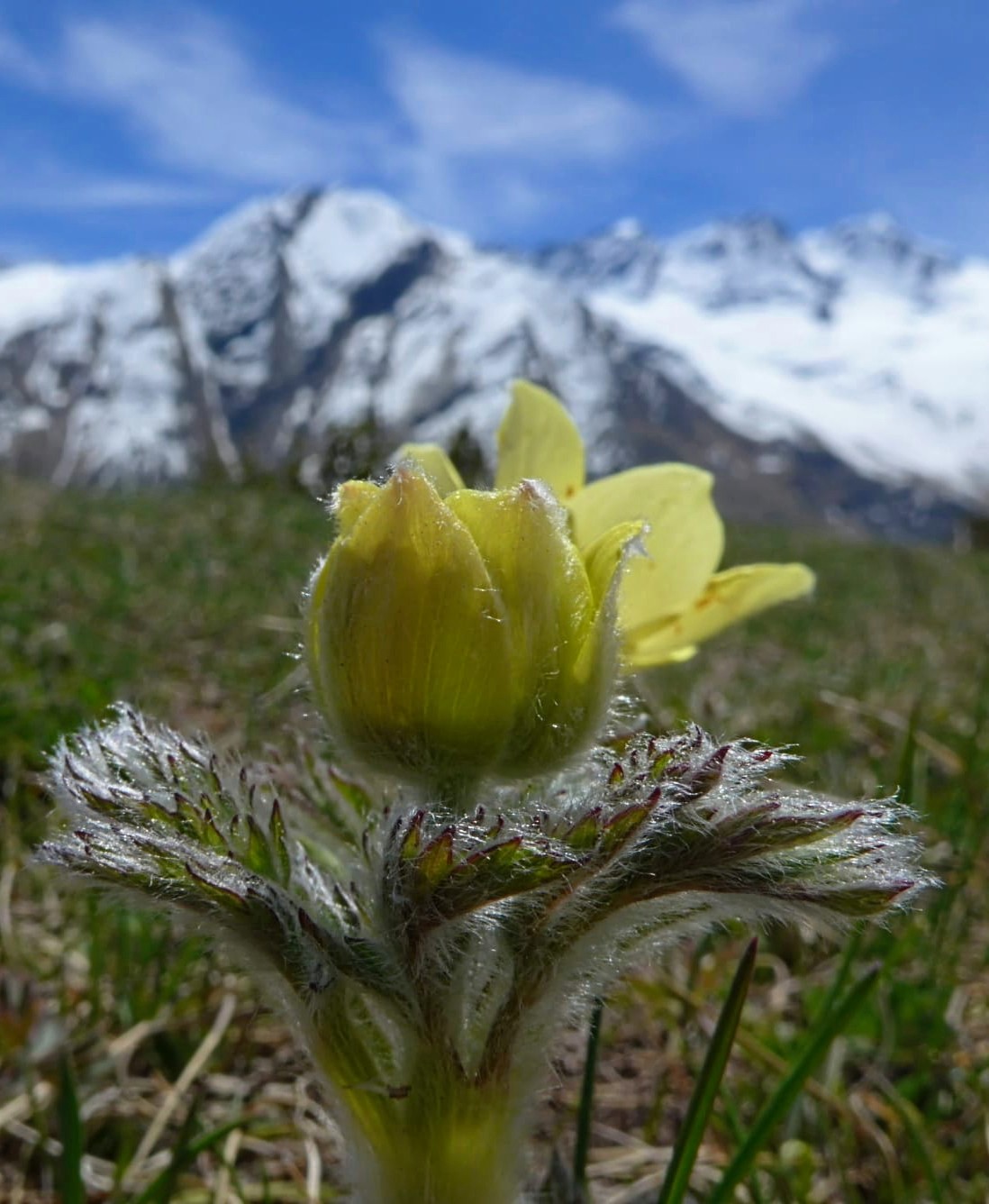 Mountain flowers