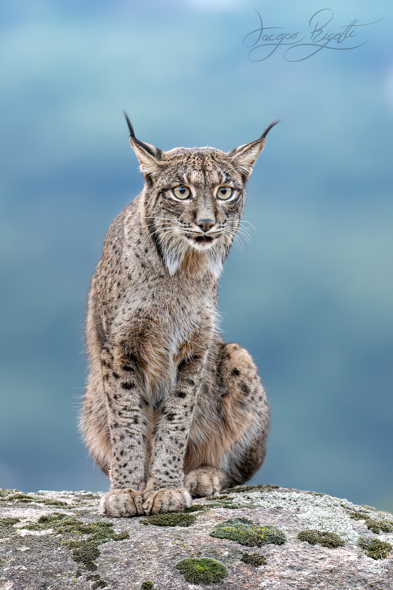 Lince iberica