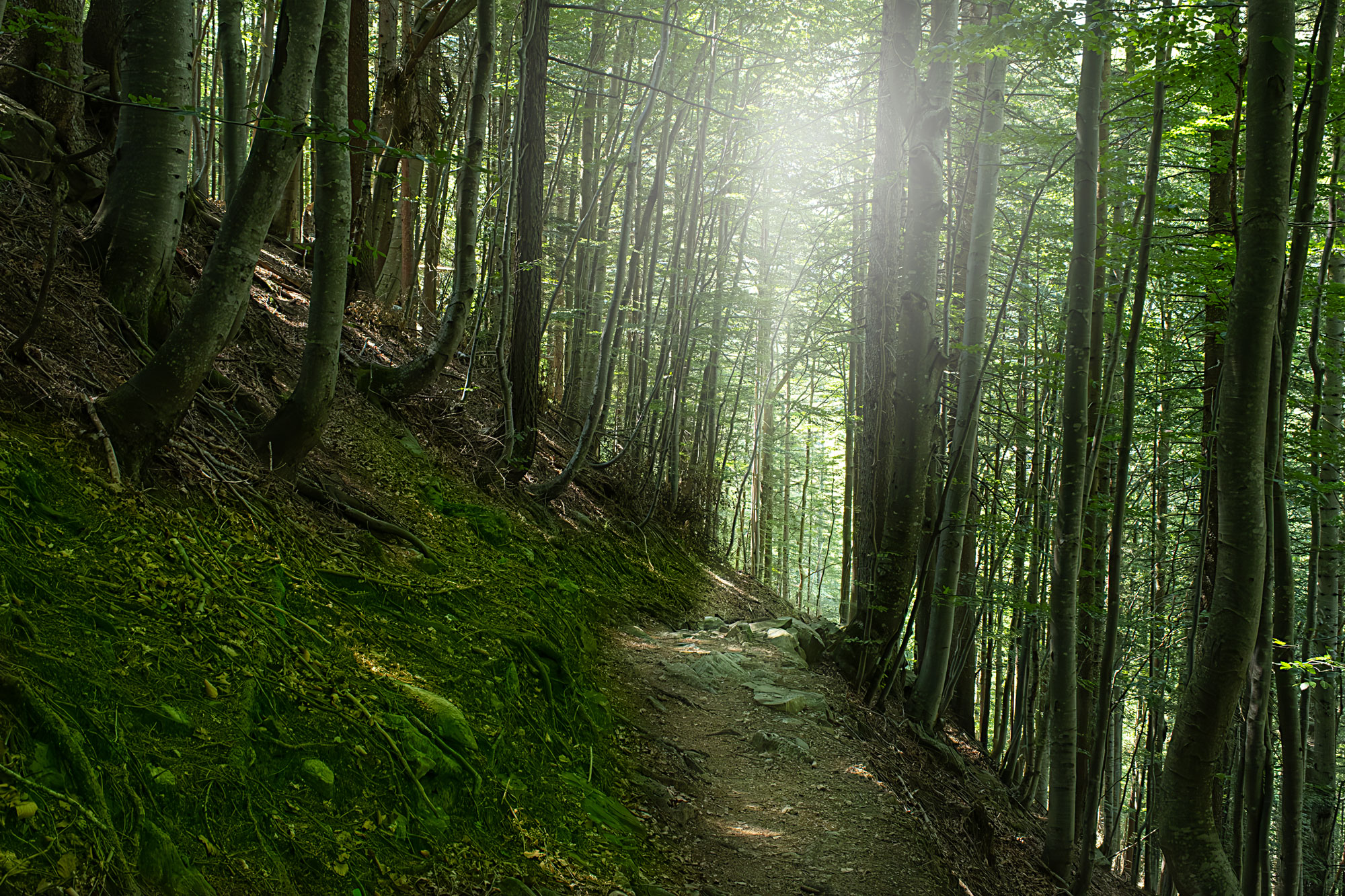 A spasso nel bosco