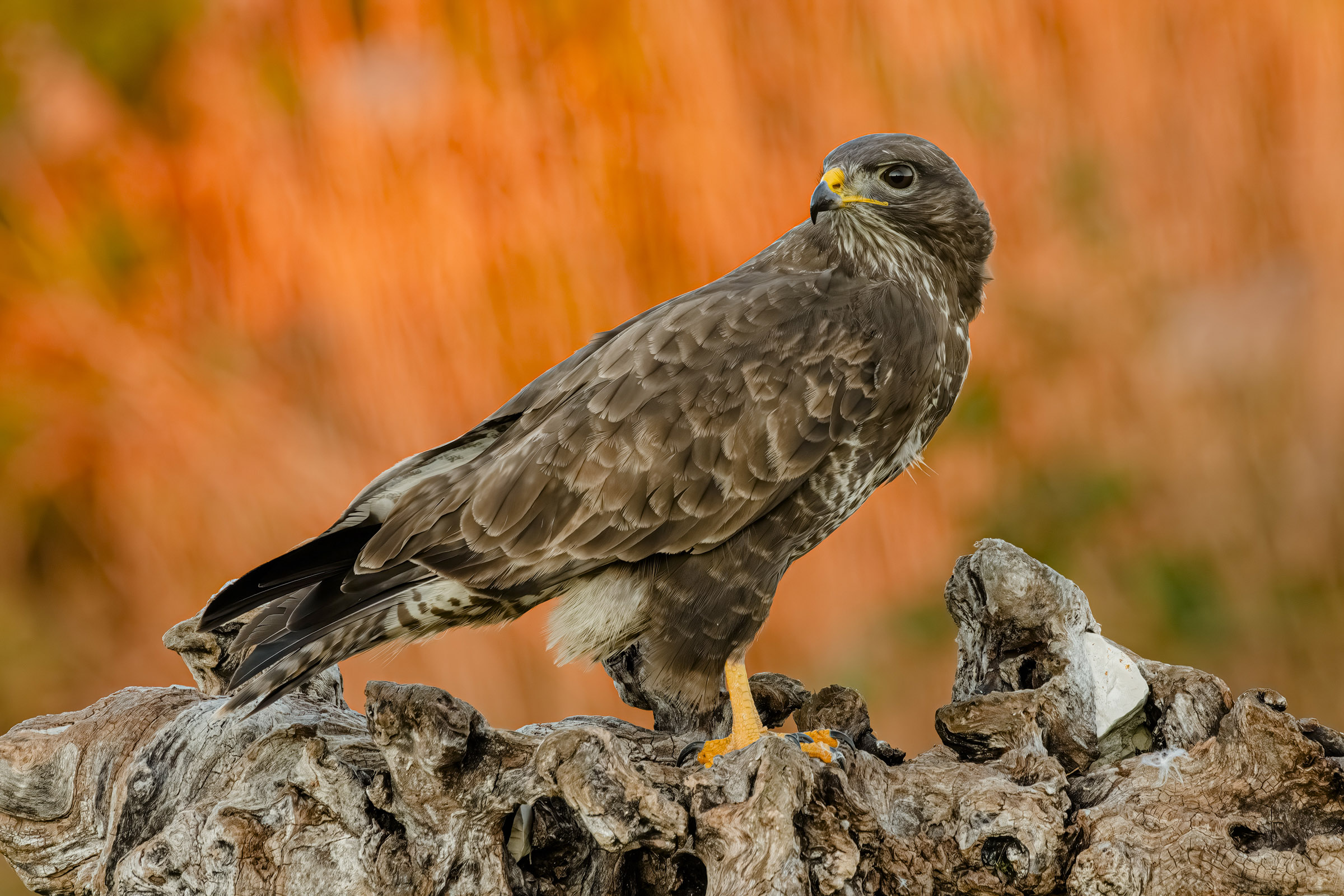 Buzzard