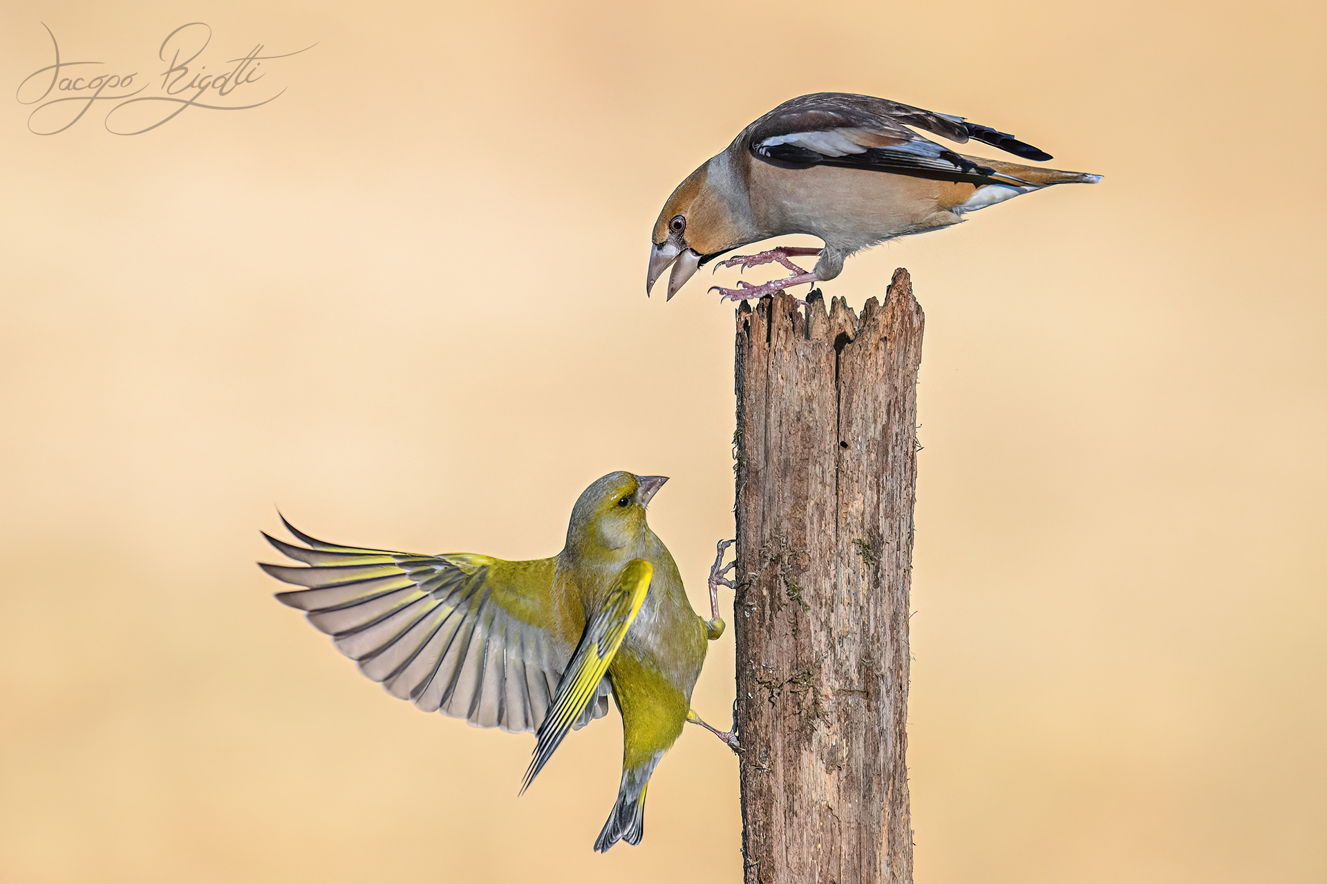 Hawfinchinch vs greenfinch