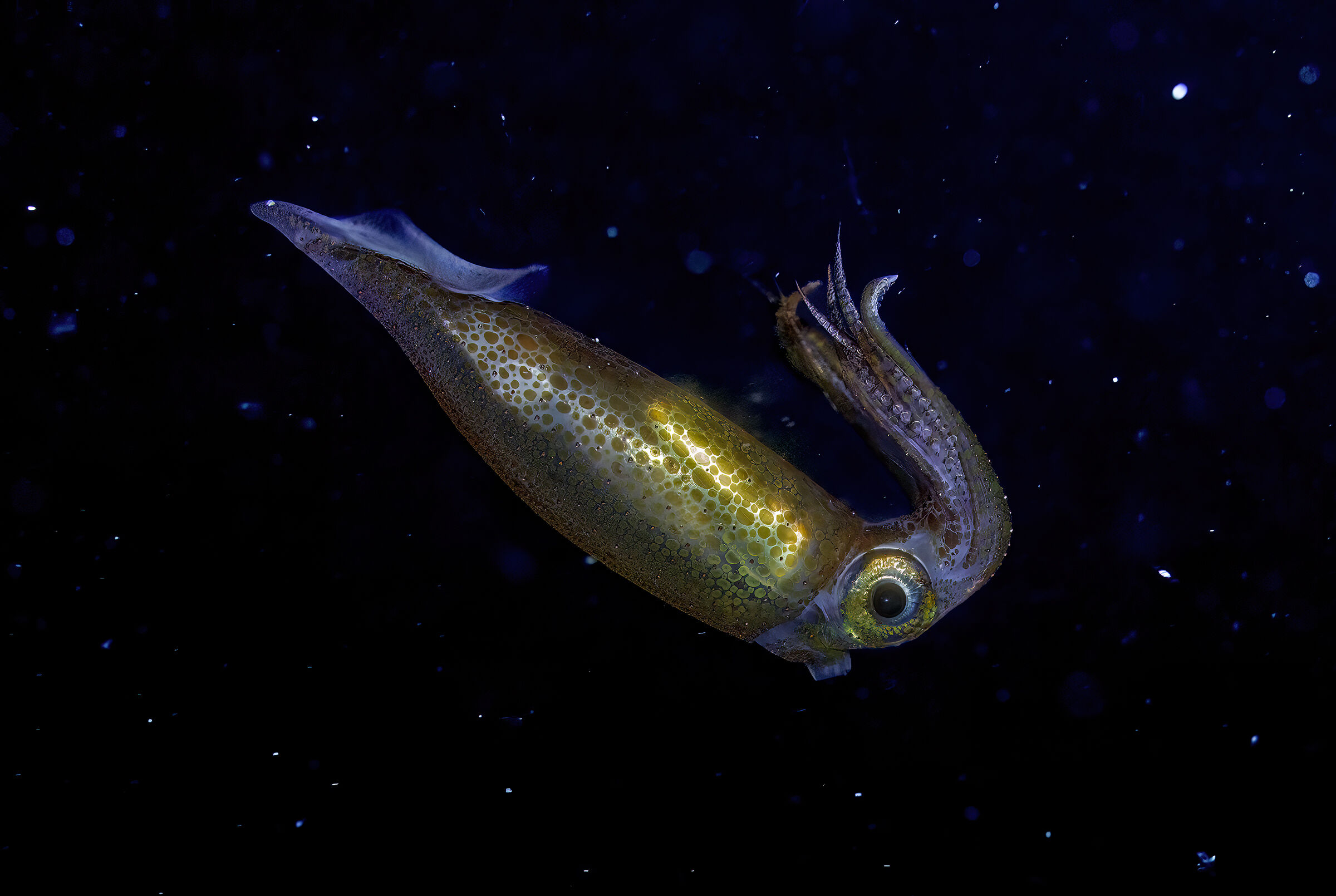 Sepioteuthis lessoniana