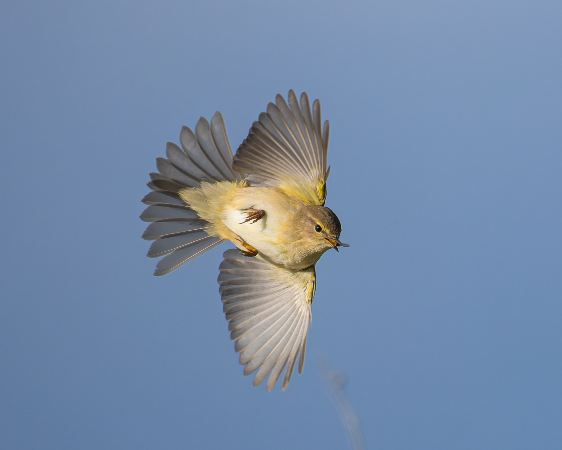 Lui piccolo con insetto