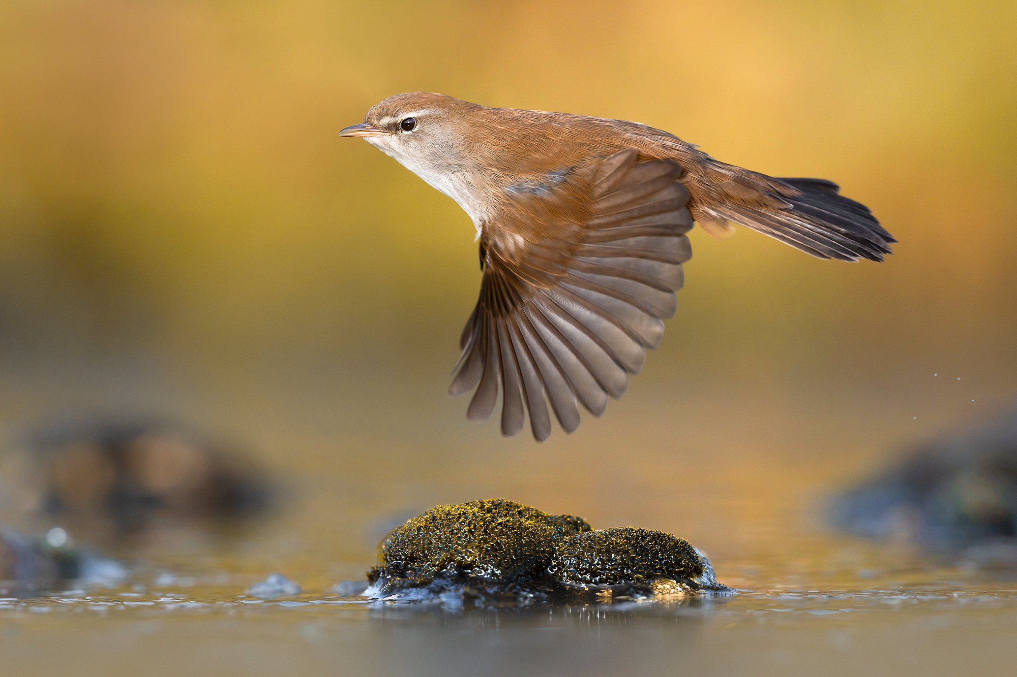 River nightingale