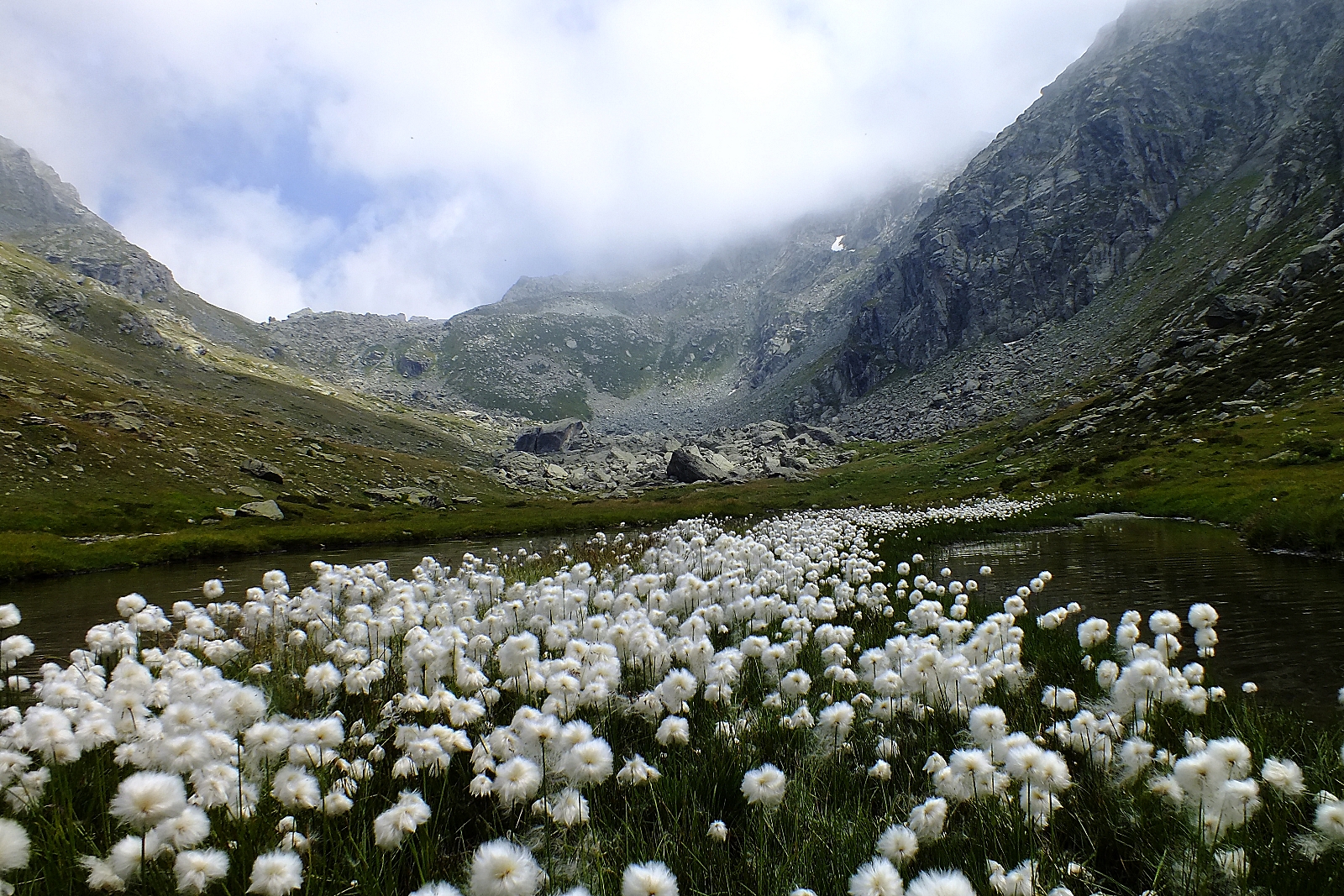 Sentiero di batuffoli