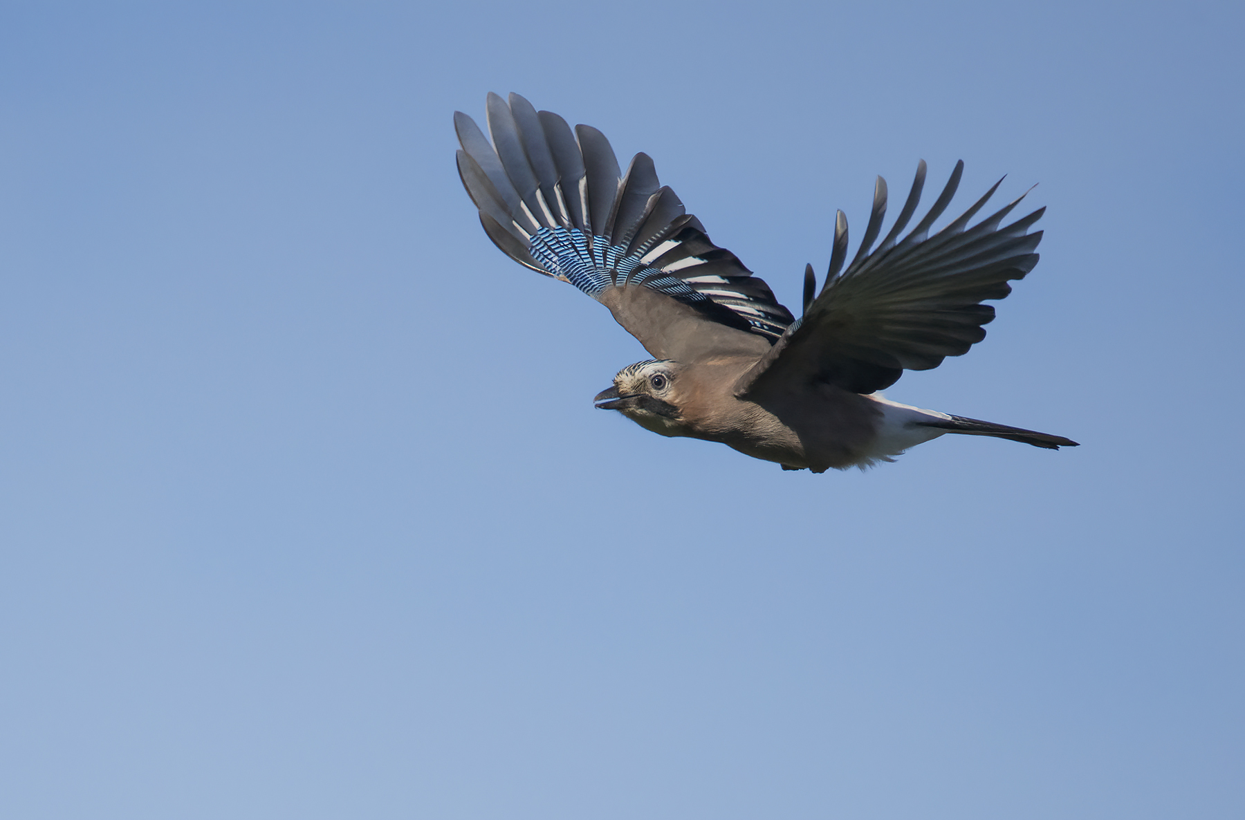prova al volo 200/800 dal kilometro