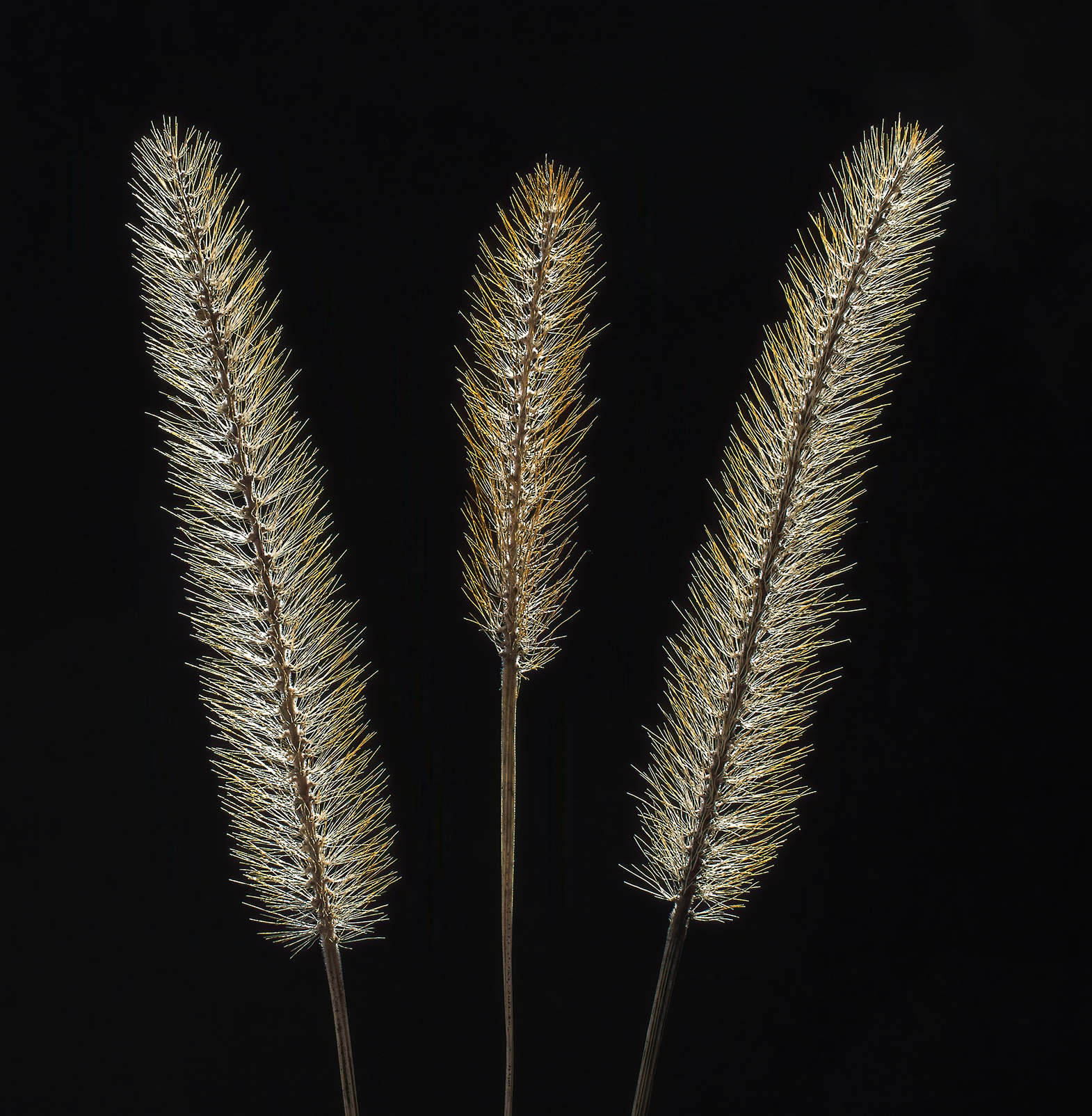 Spikelets...