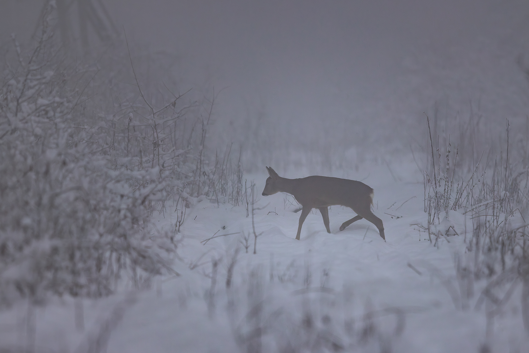 Roe deer