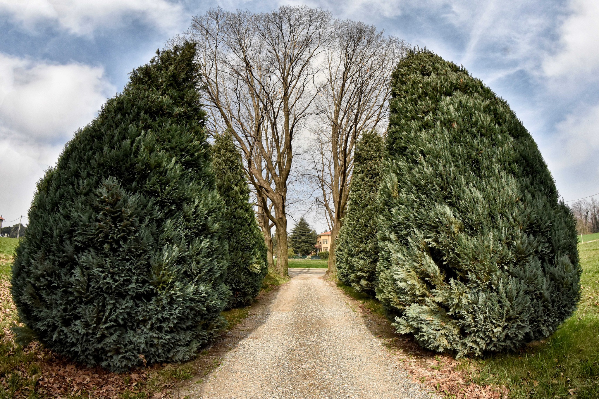 polmone naturale