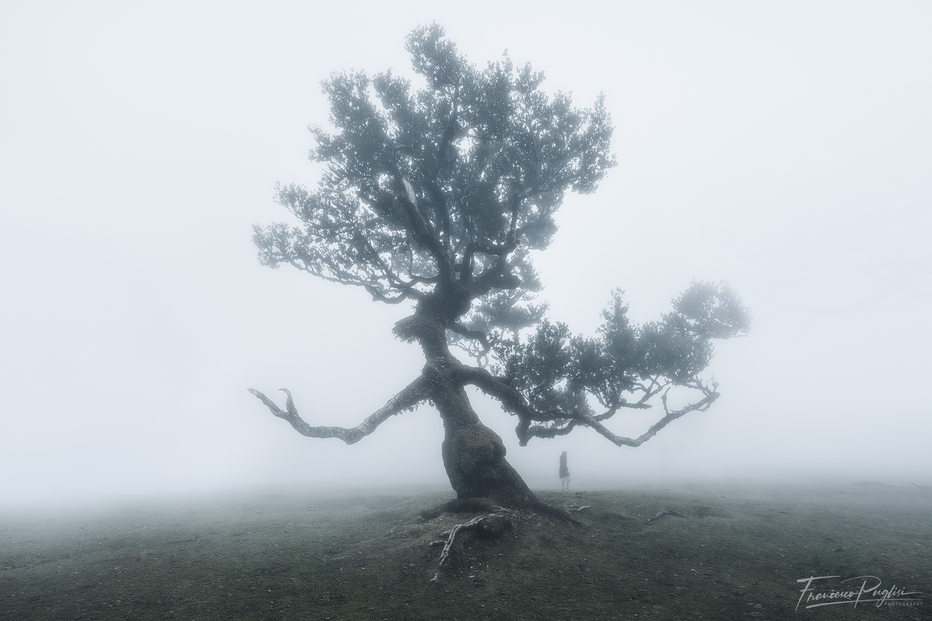 Standing alone in the fog