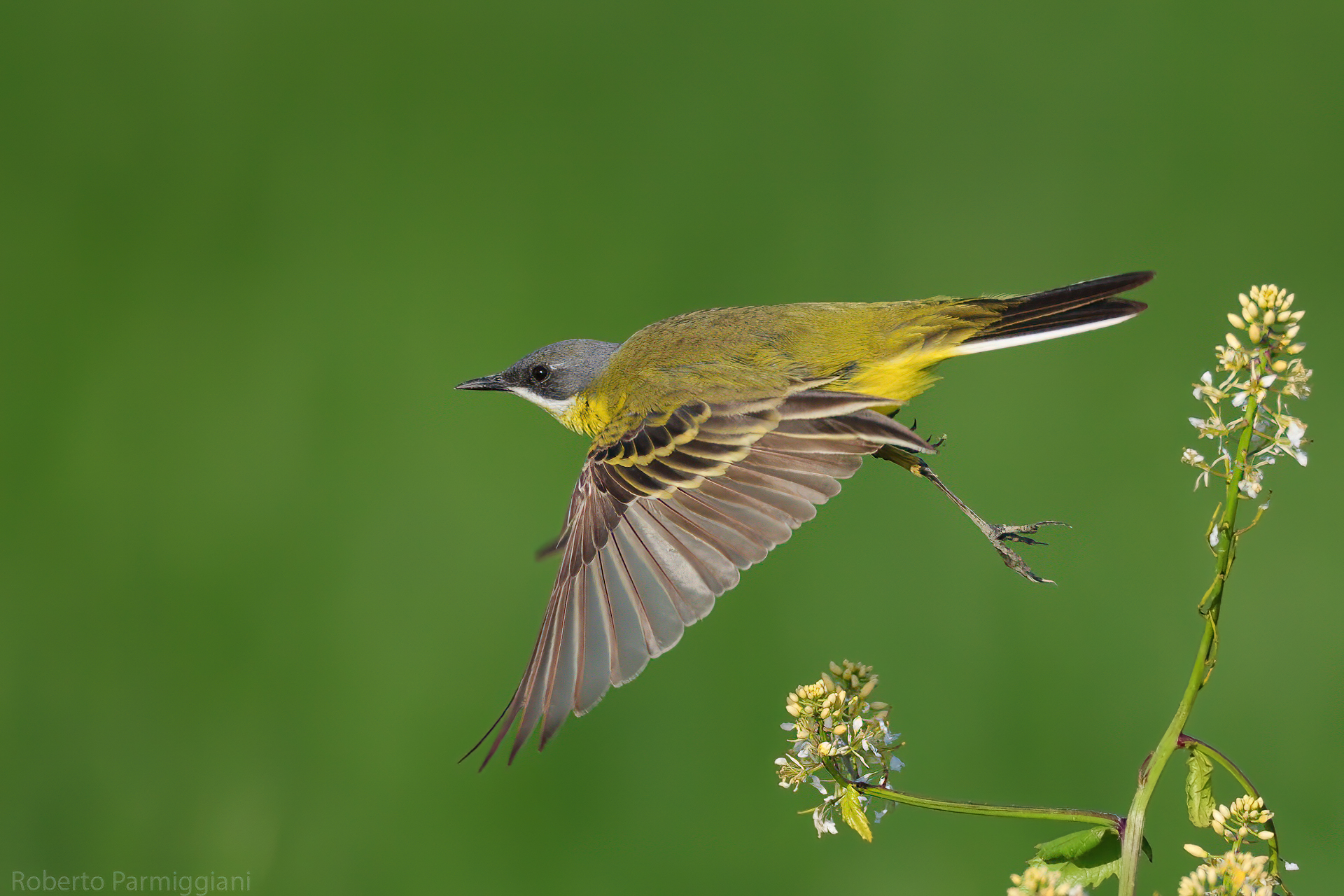 Wagtail