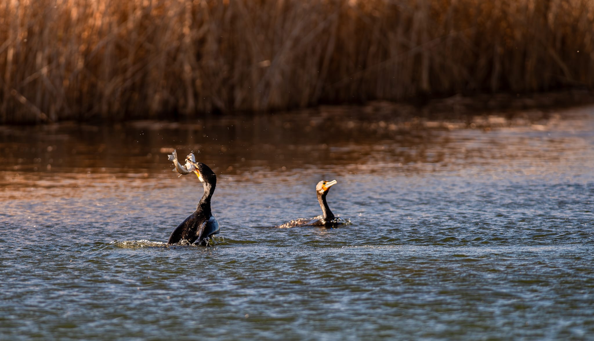 Cormorant
