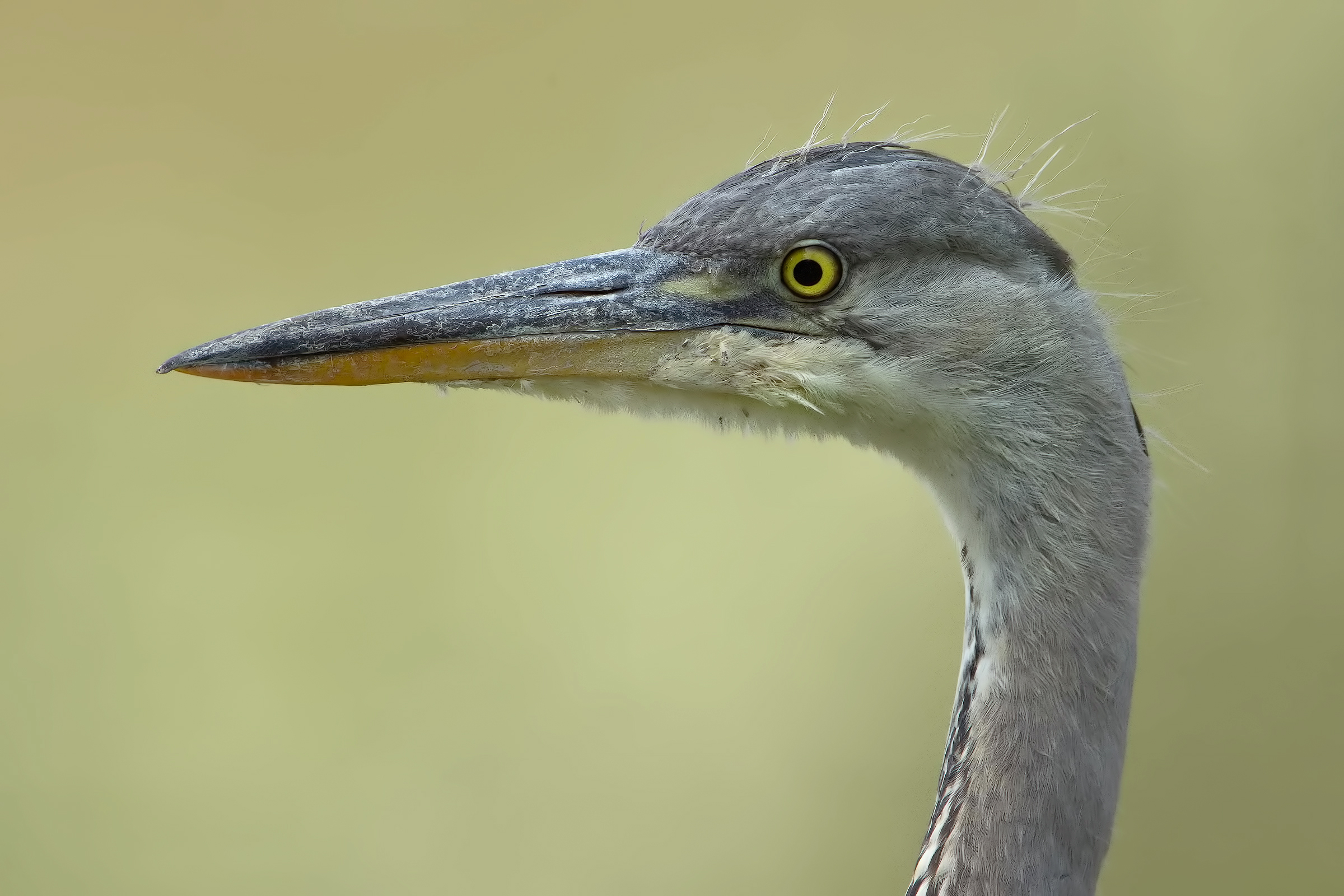 Face to Face (Ardea cinerea)