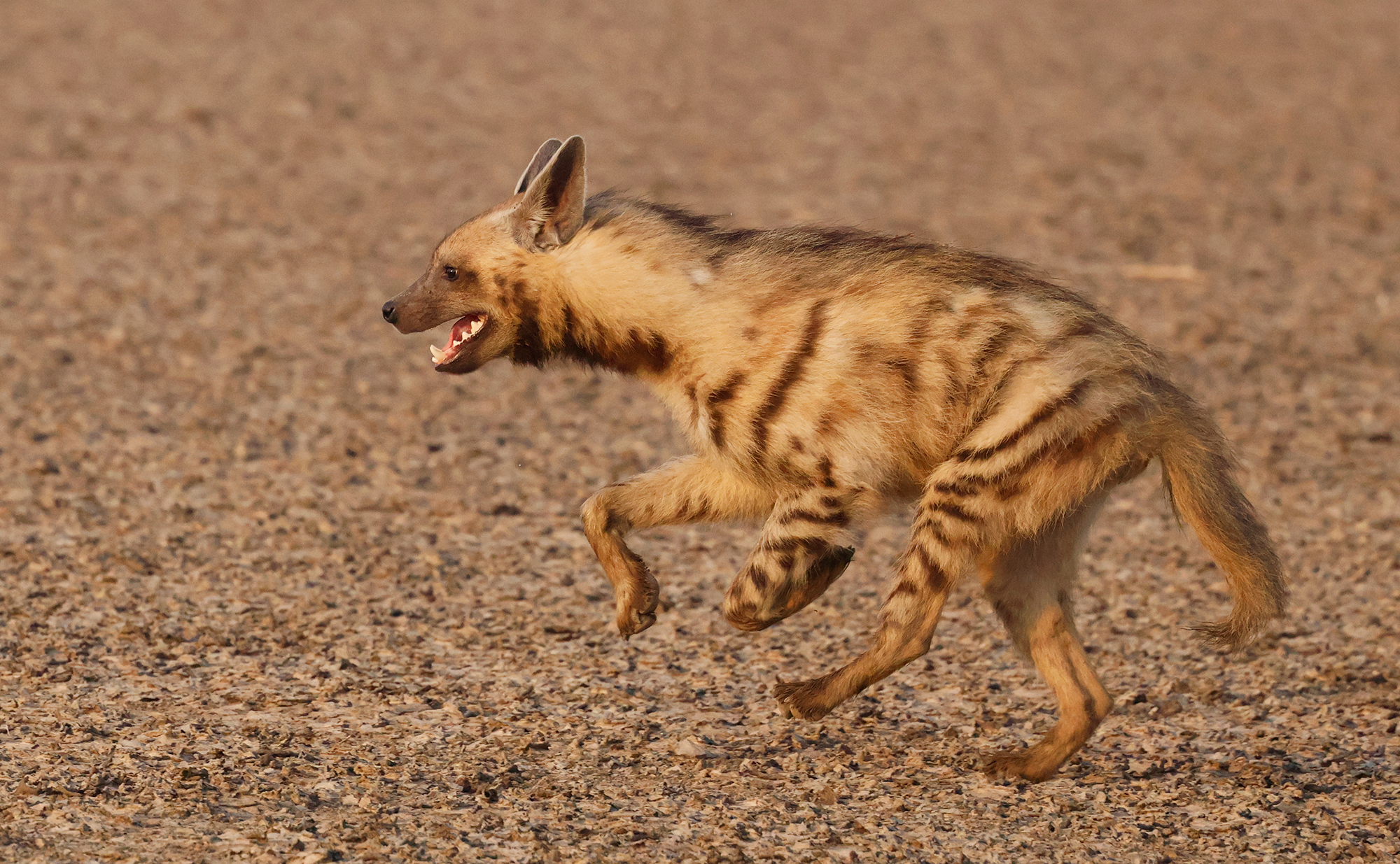 The hunt of the Striped Hyena