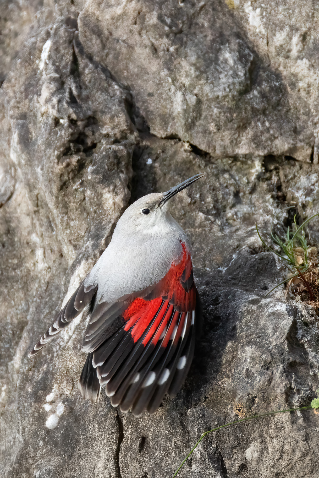 Wallcreeper