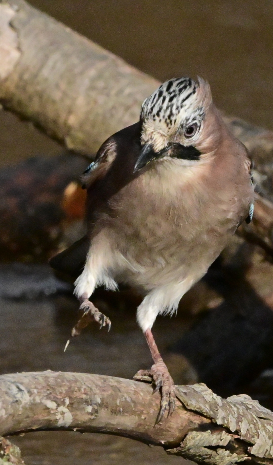 Jay