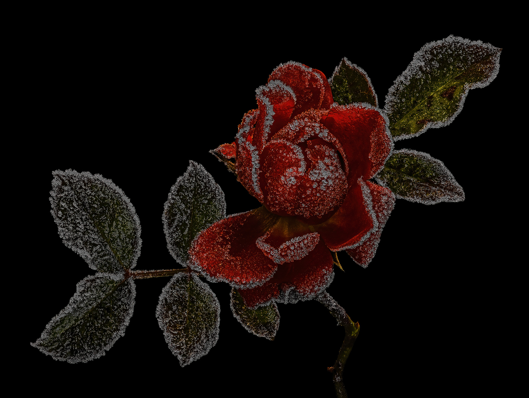 Frozen rose