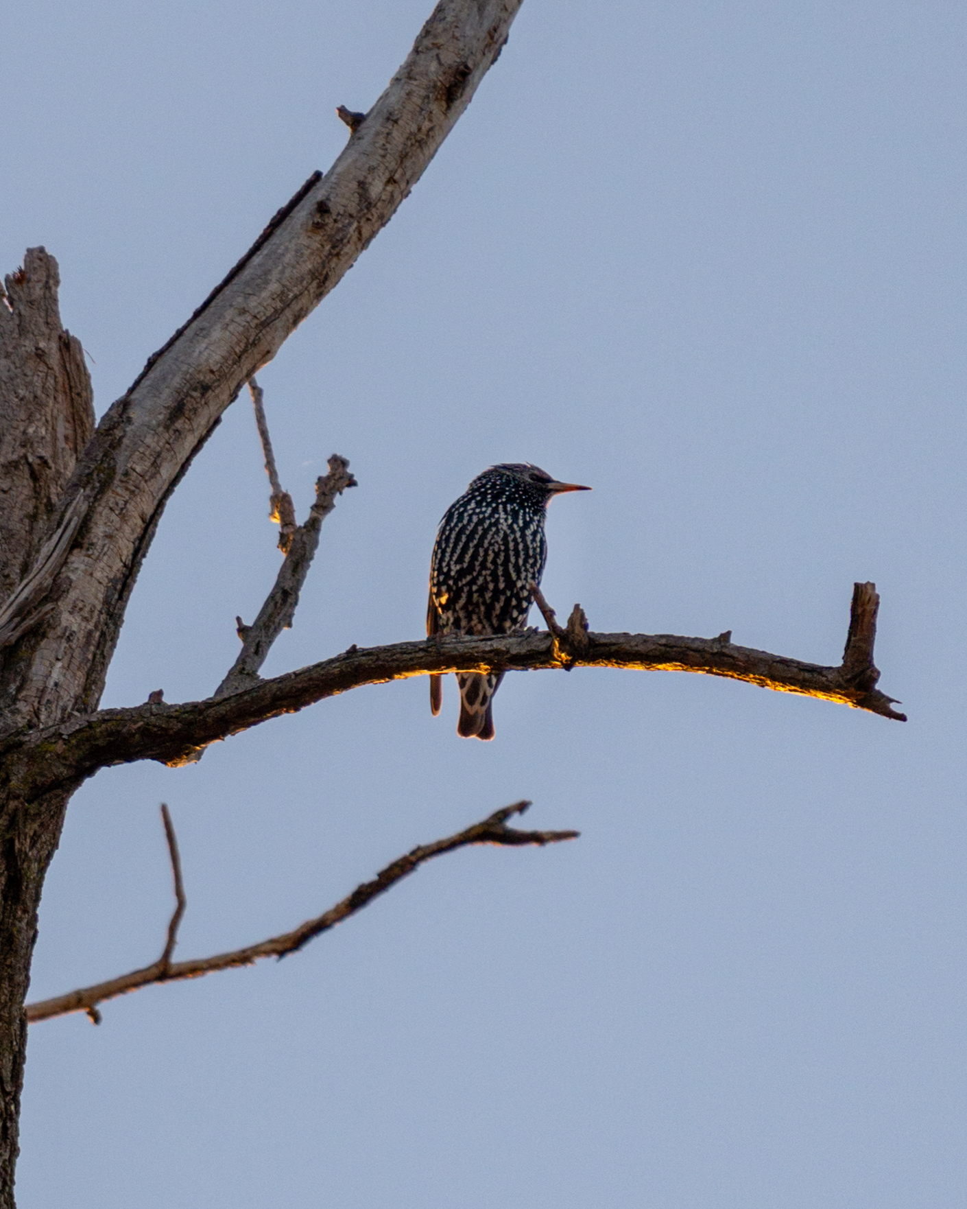 Common starling