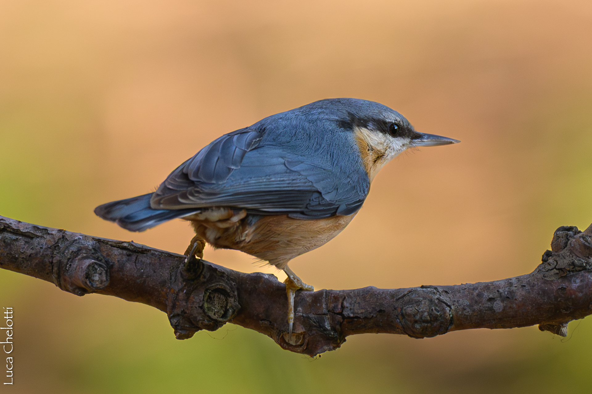 Nuthatch