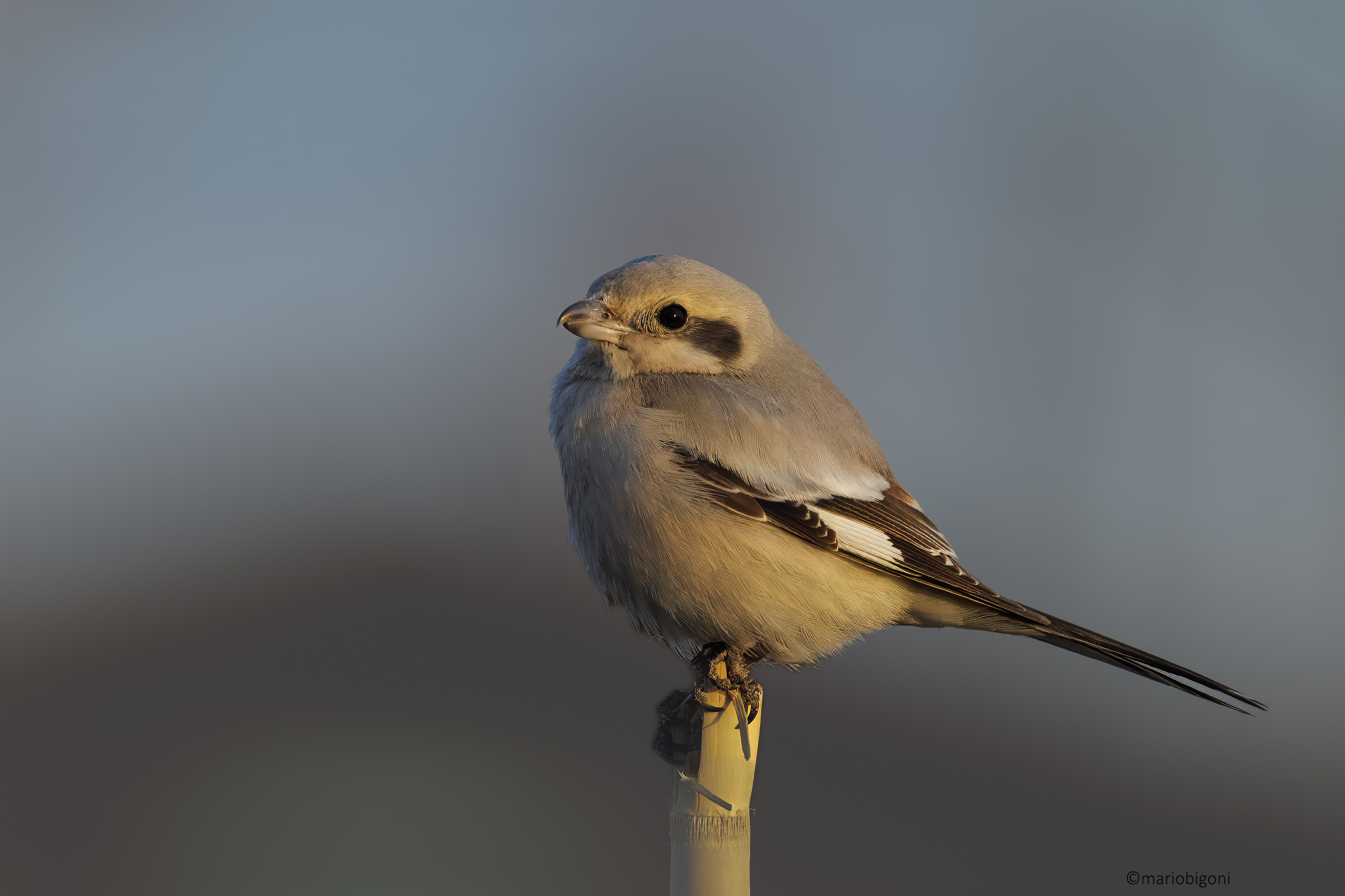 Averla maggiore becco pallido