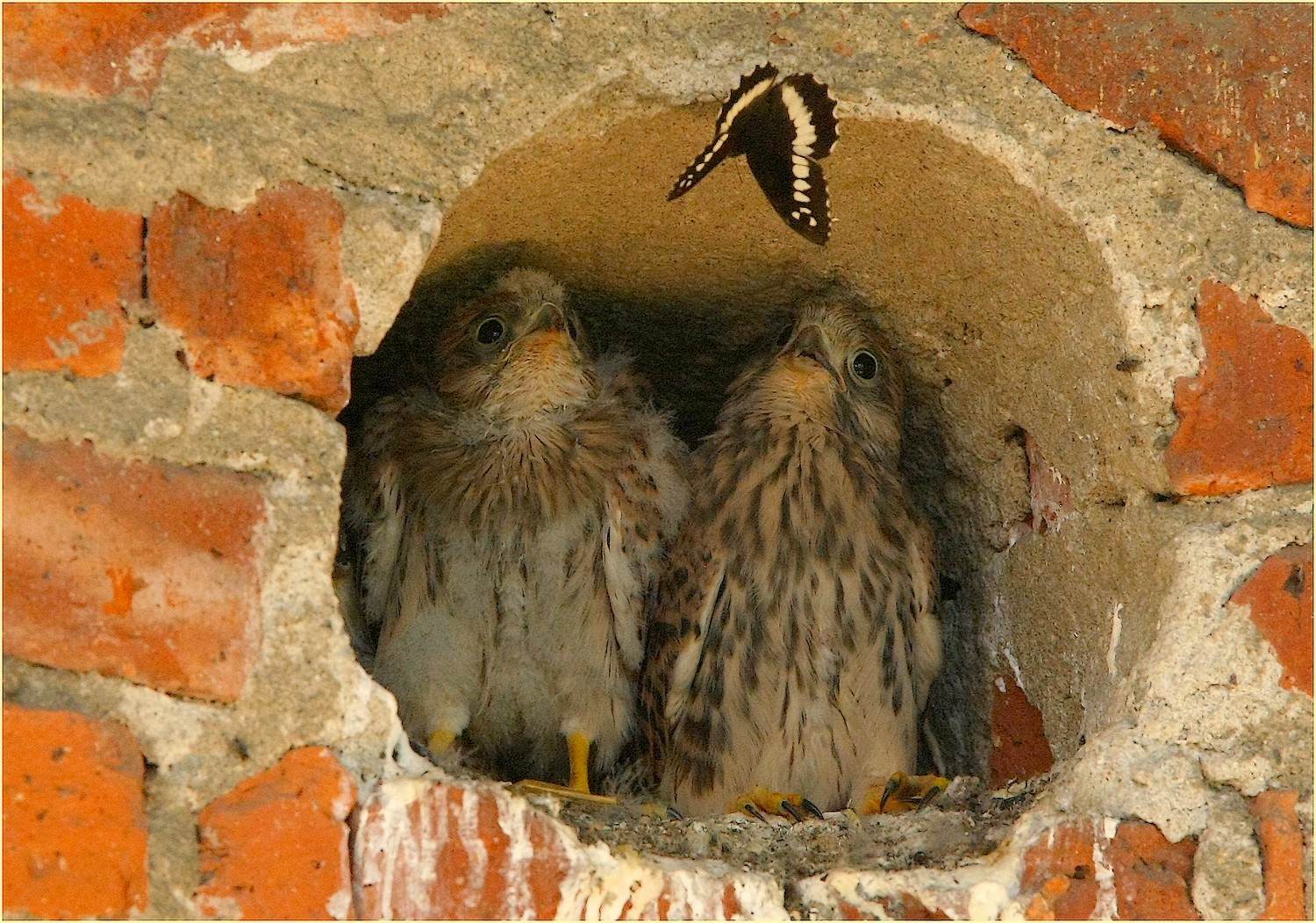 ,, primi incontri ,,