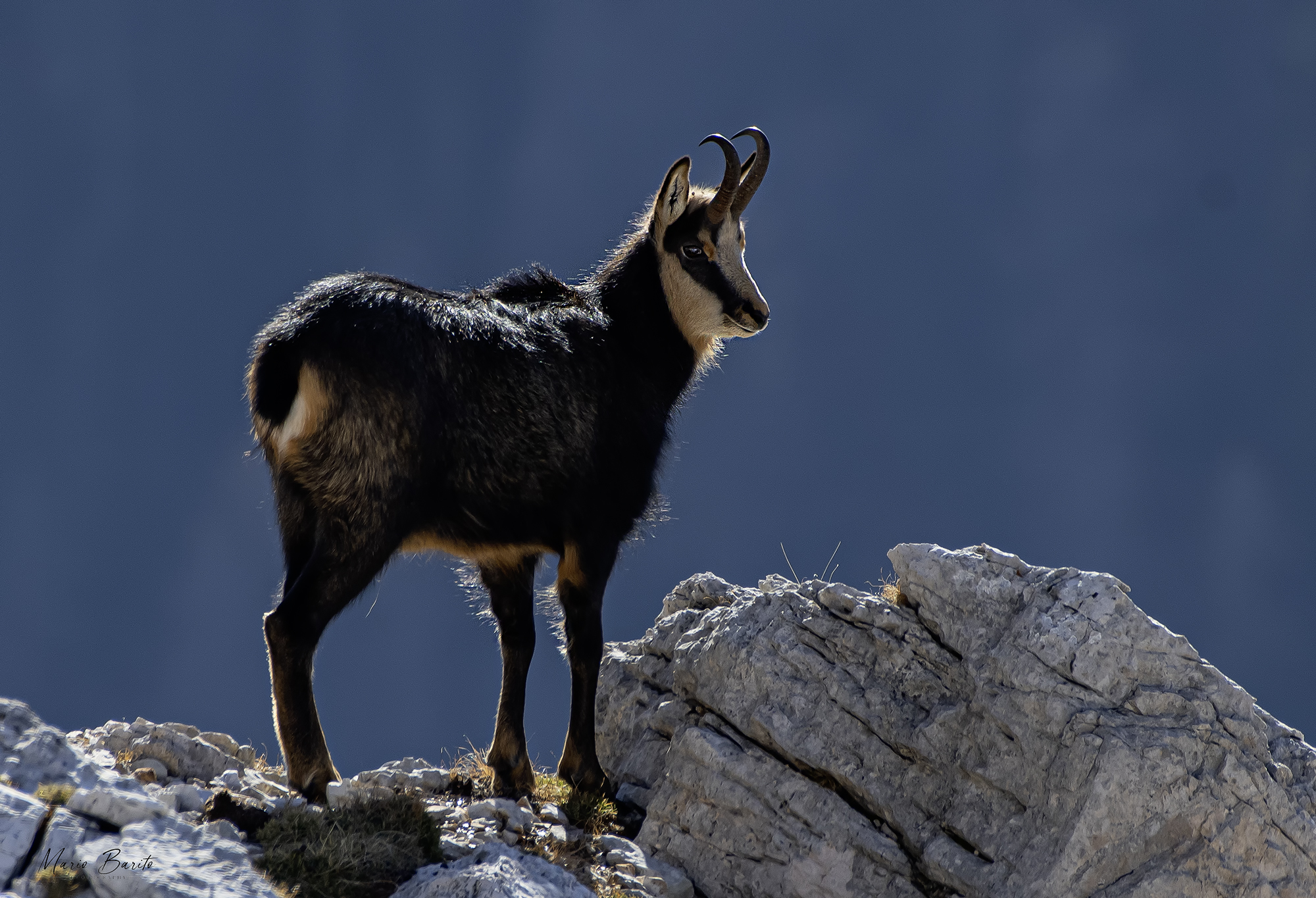 camoscio maschio ...dolomiti ampezzane