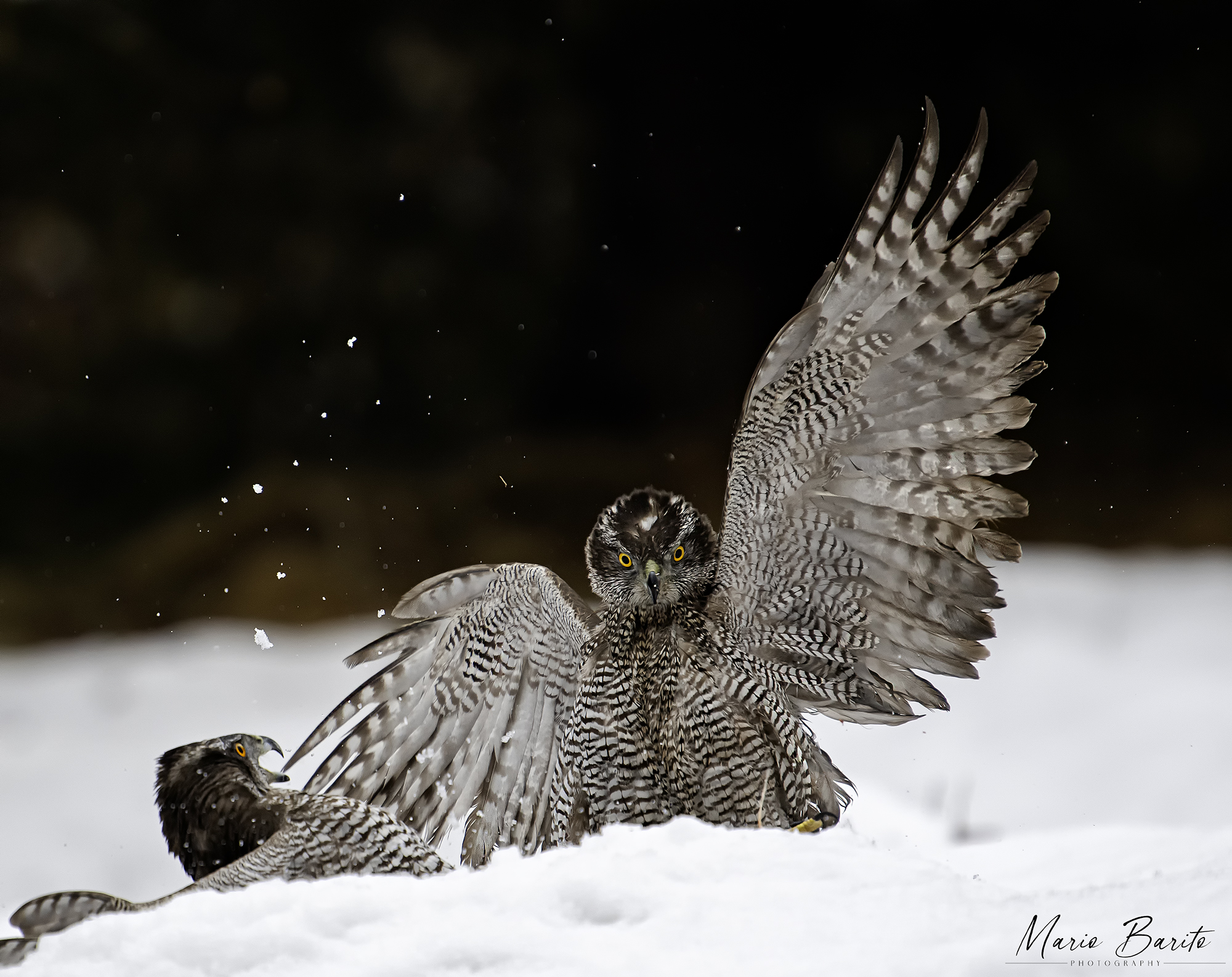 la grinta dell'astore ..foto da capanno ..dolomiti