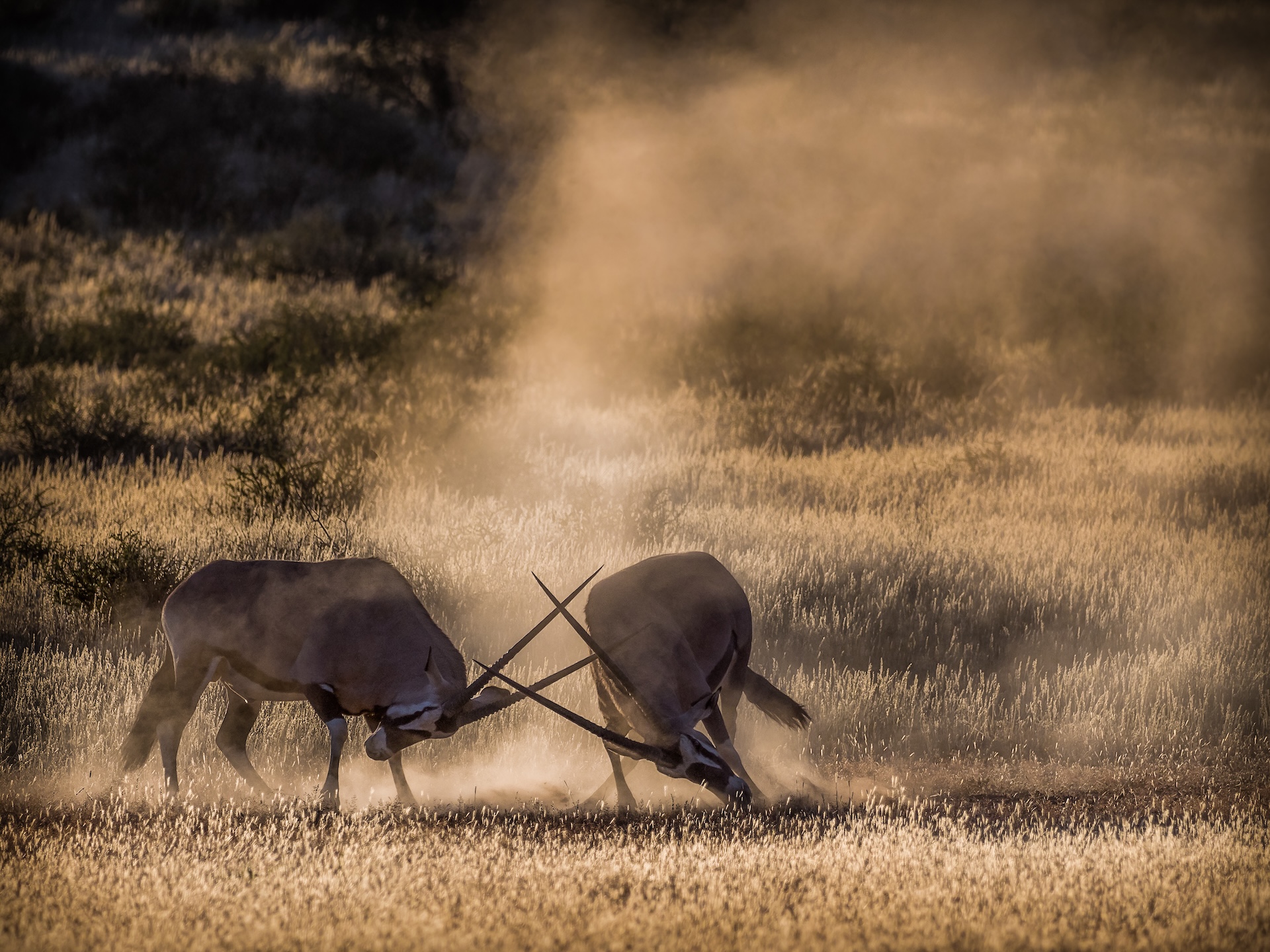 The duel