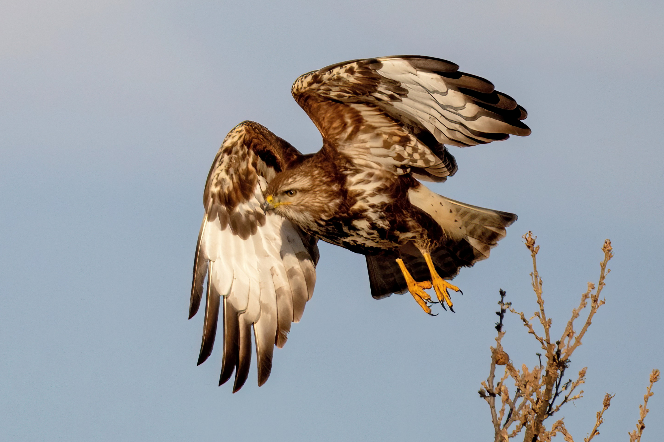 Poiana (Buteo buteo)