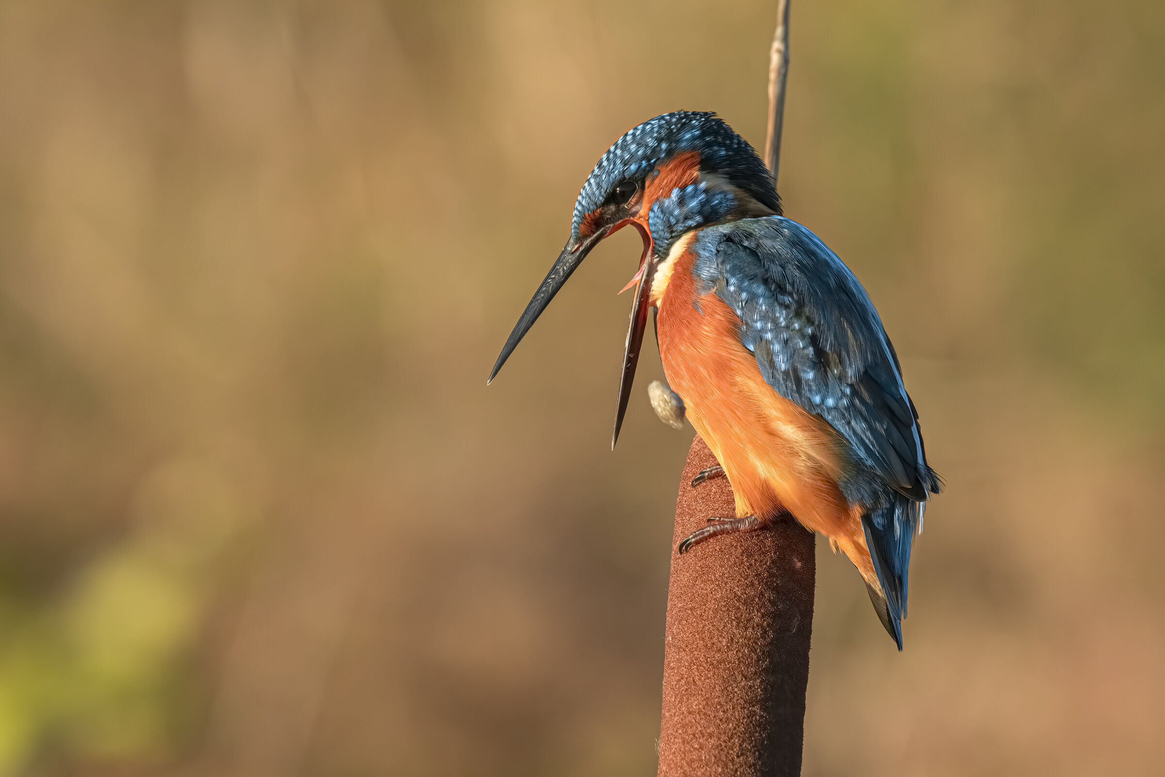 Kingfisher