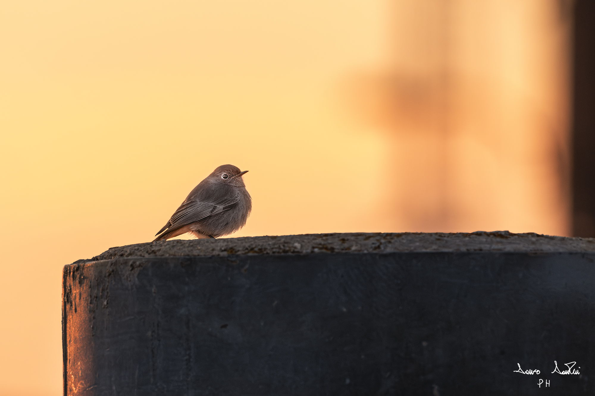 "The Gold of the Sparrow"