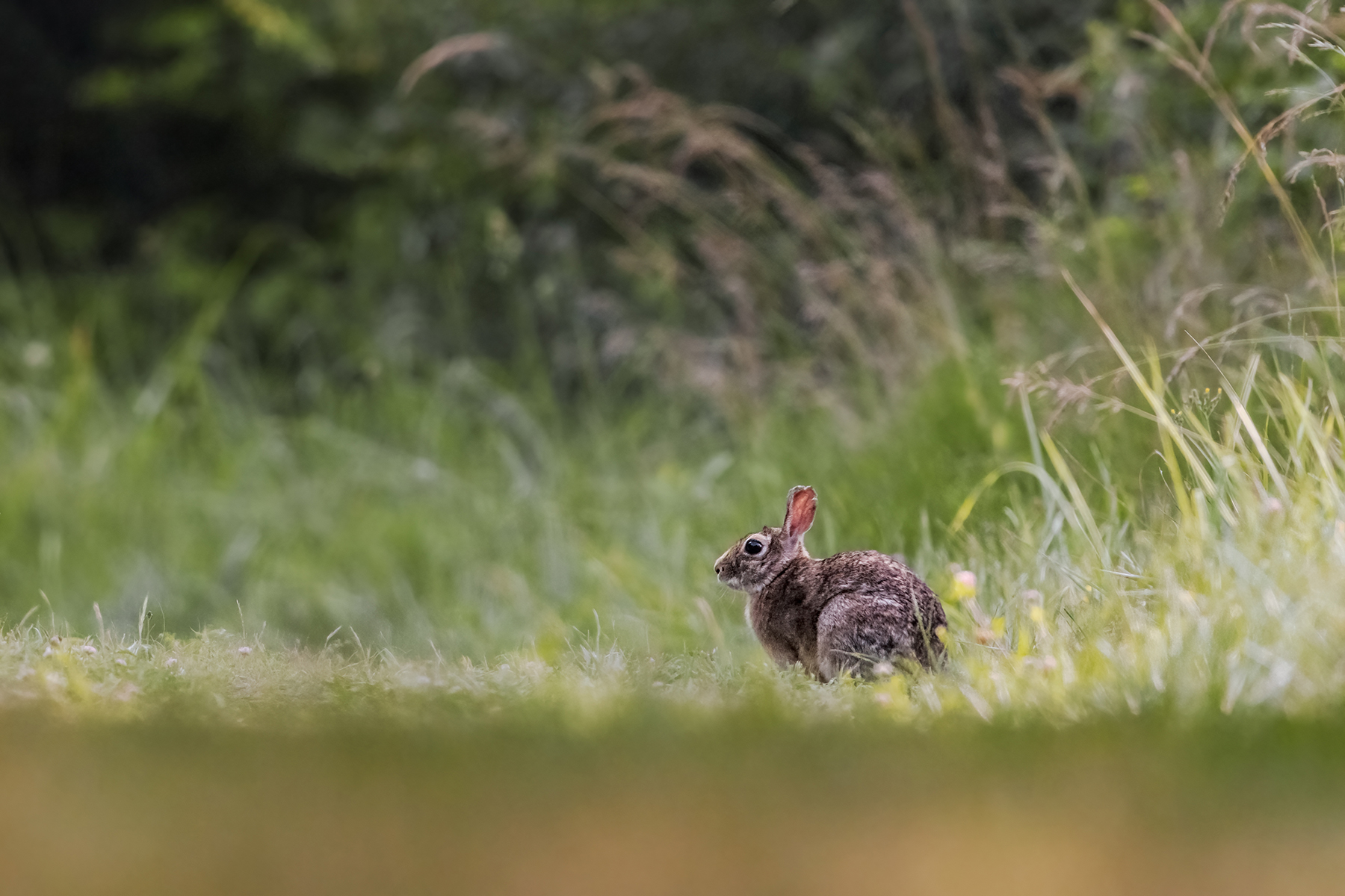 Hare