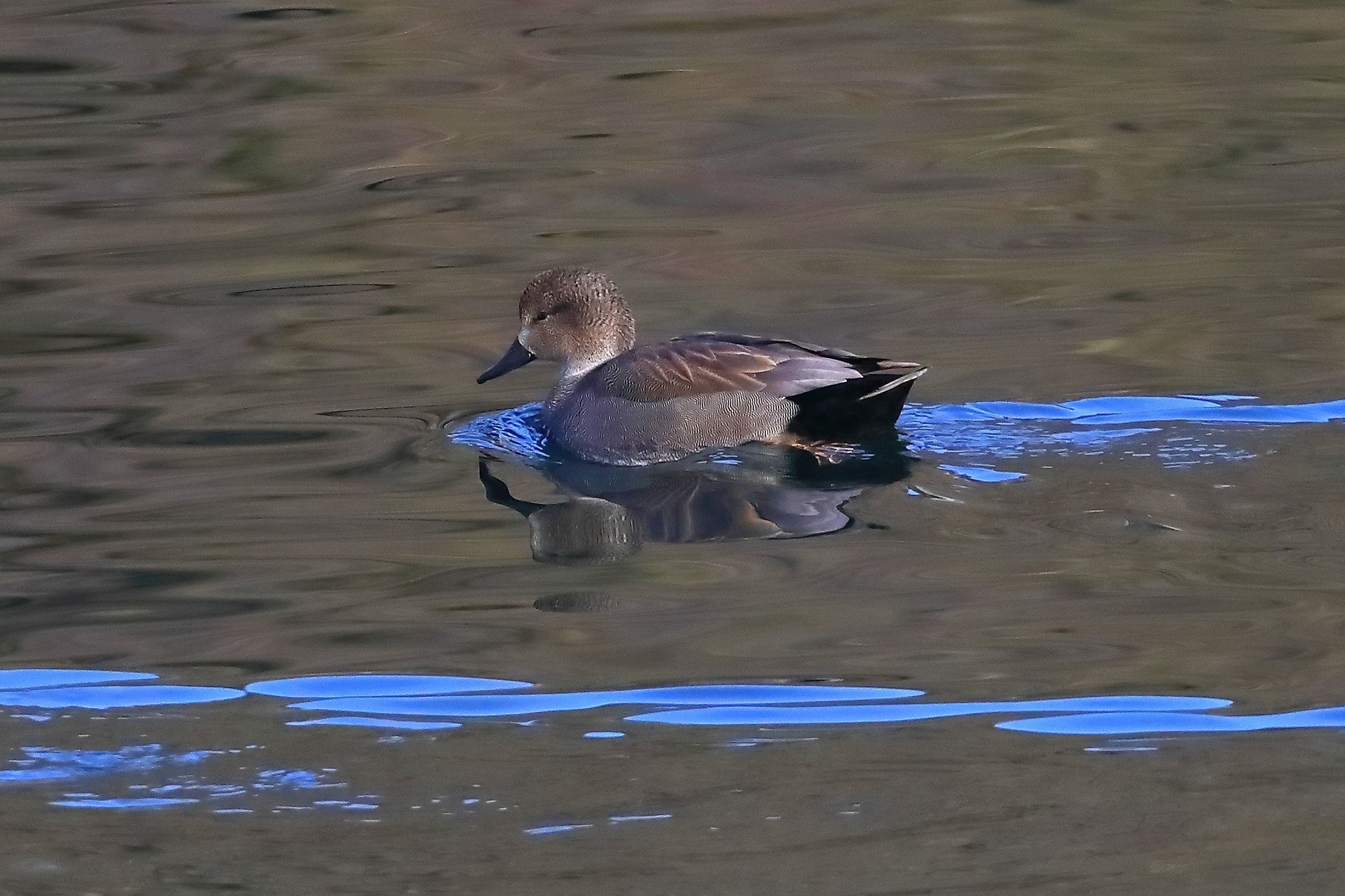 Canapiglia M 12 gennaio 2026