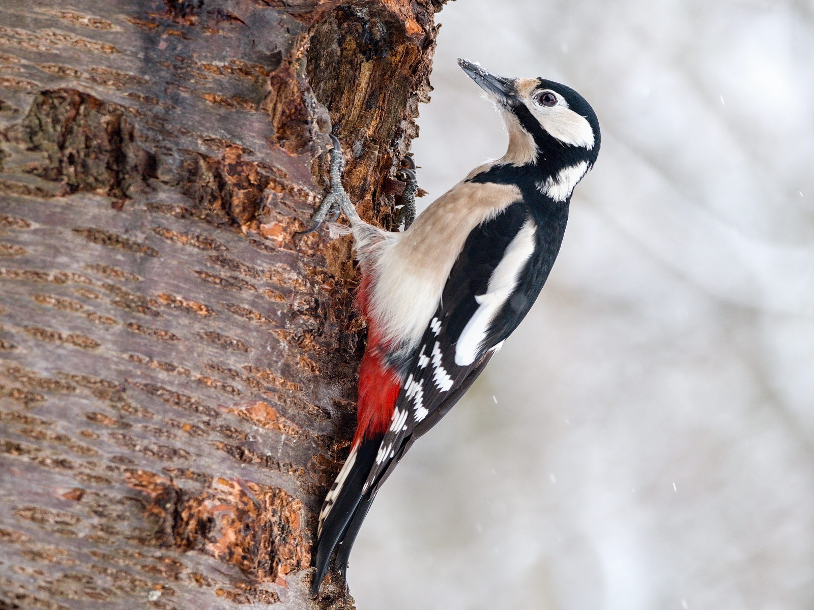 Woodpecker