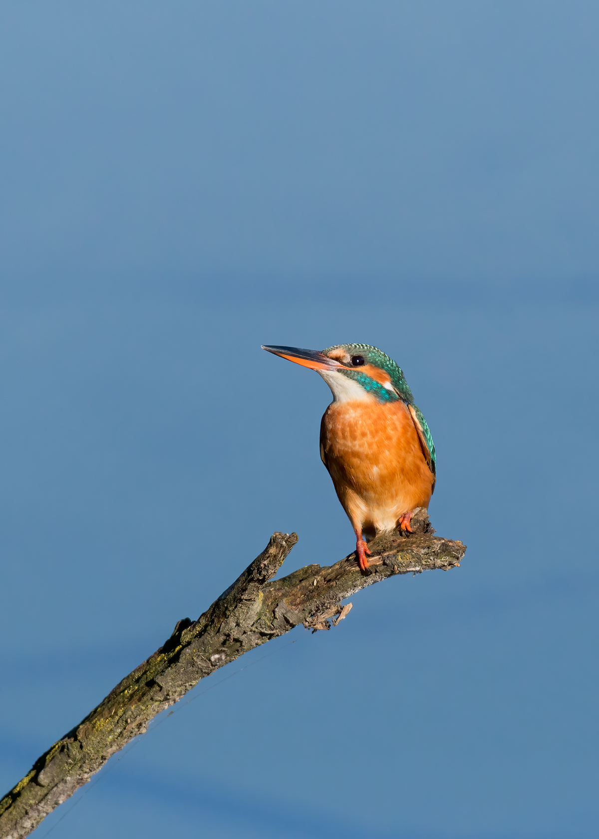 Kingfisher