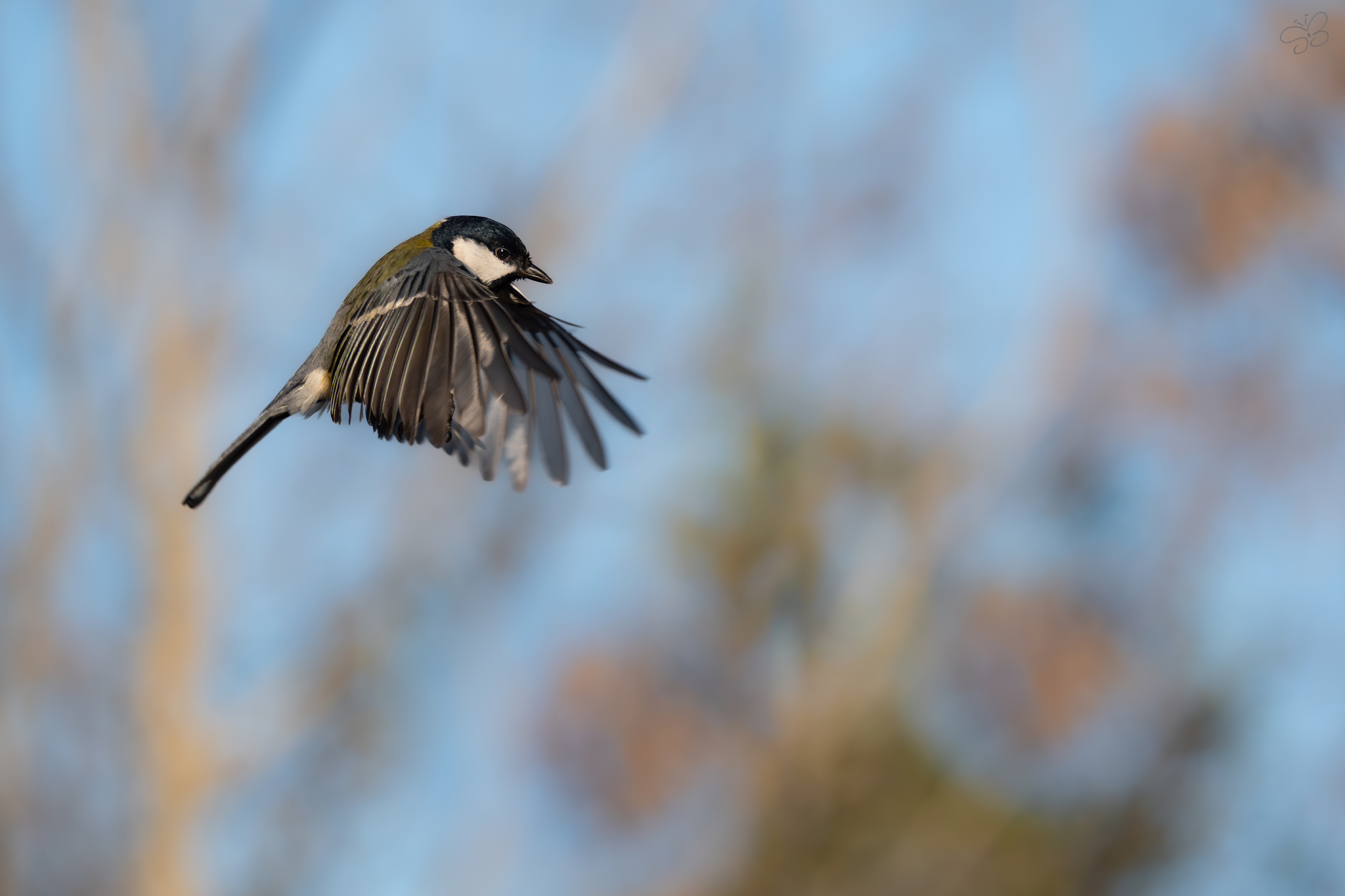 Cincallegra on the fly