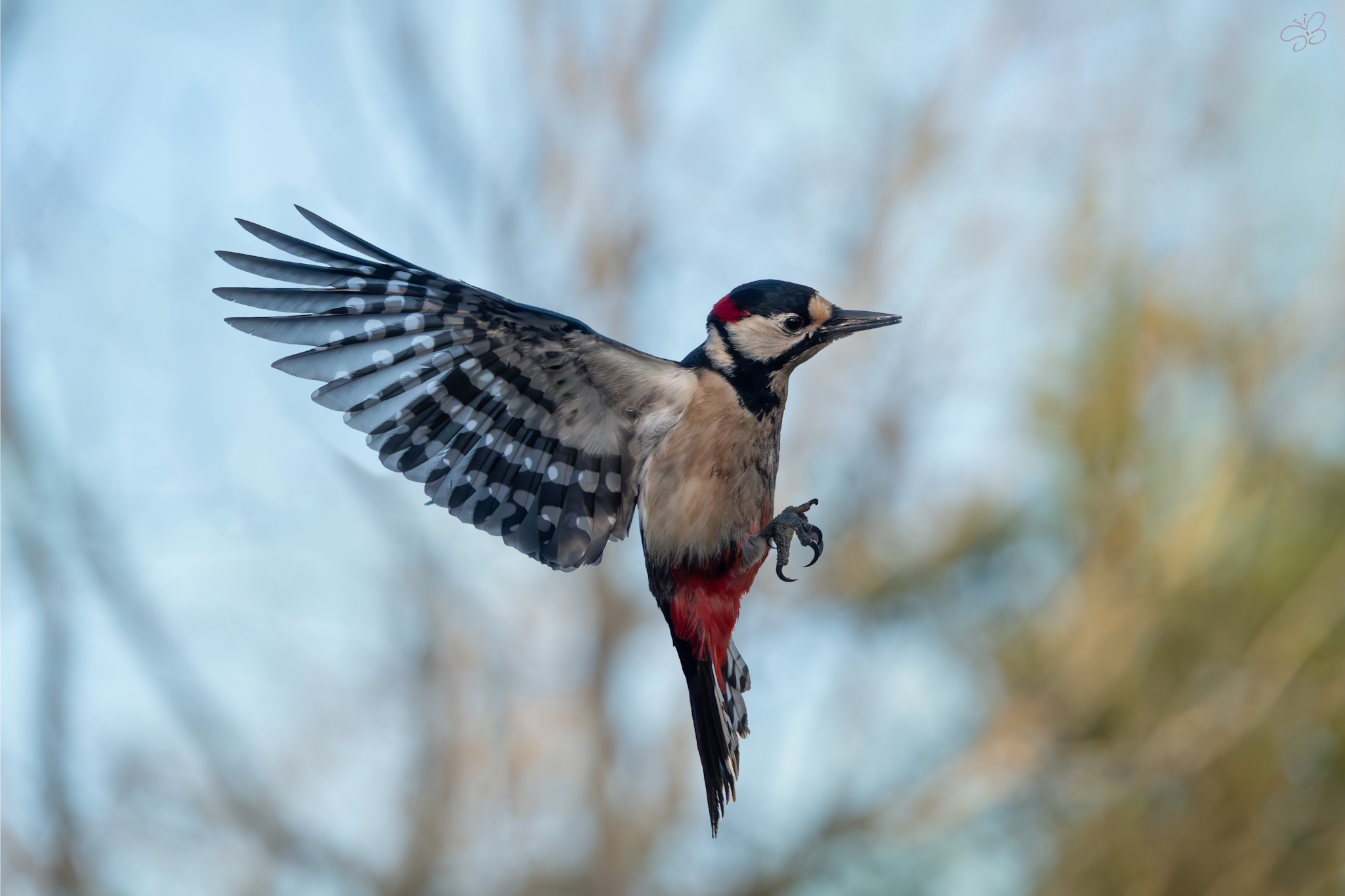 Flying woodpecker