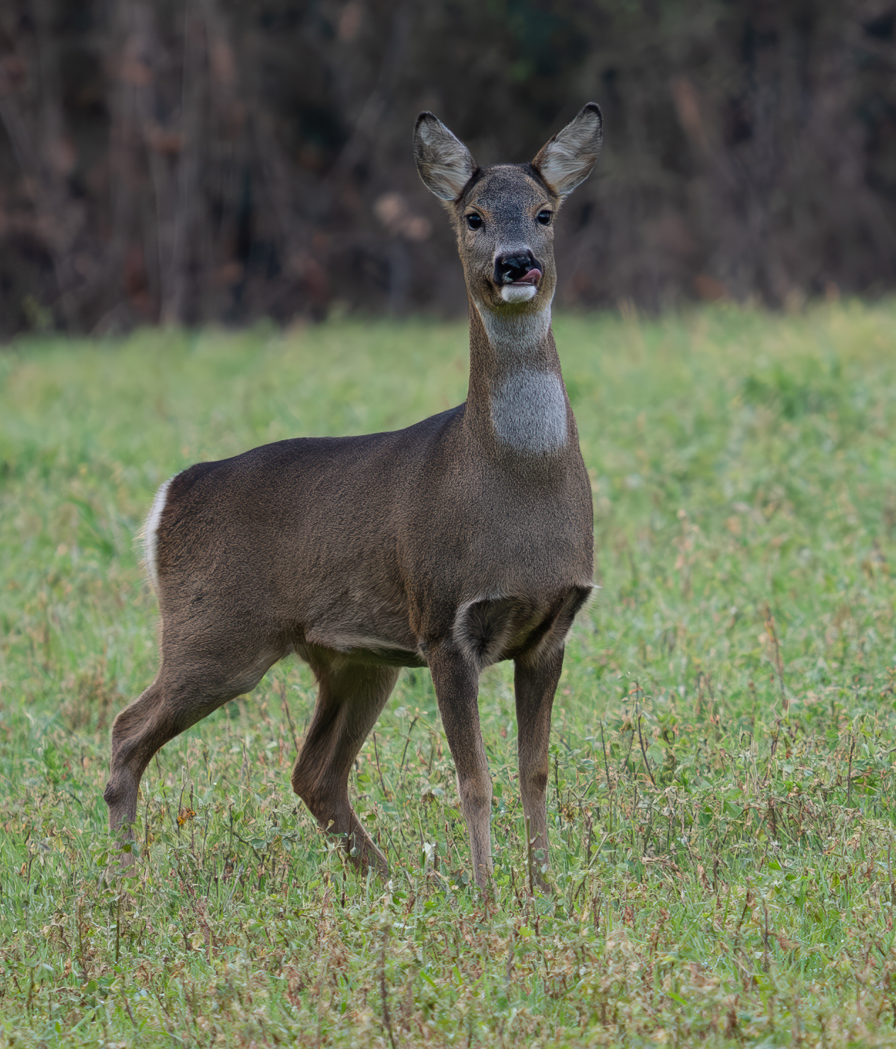 Female roe deer