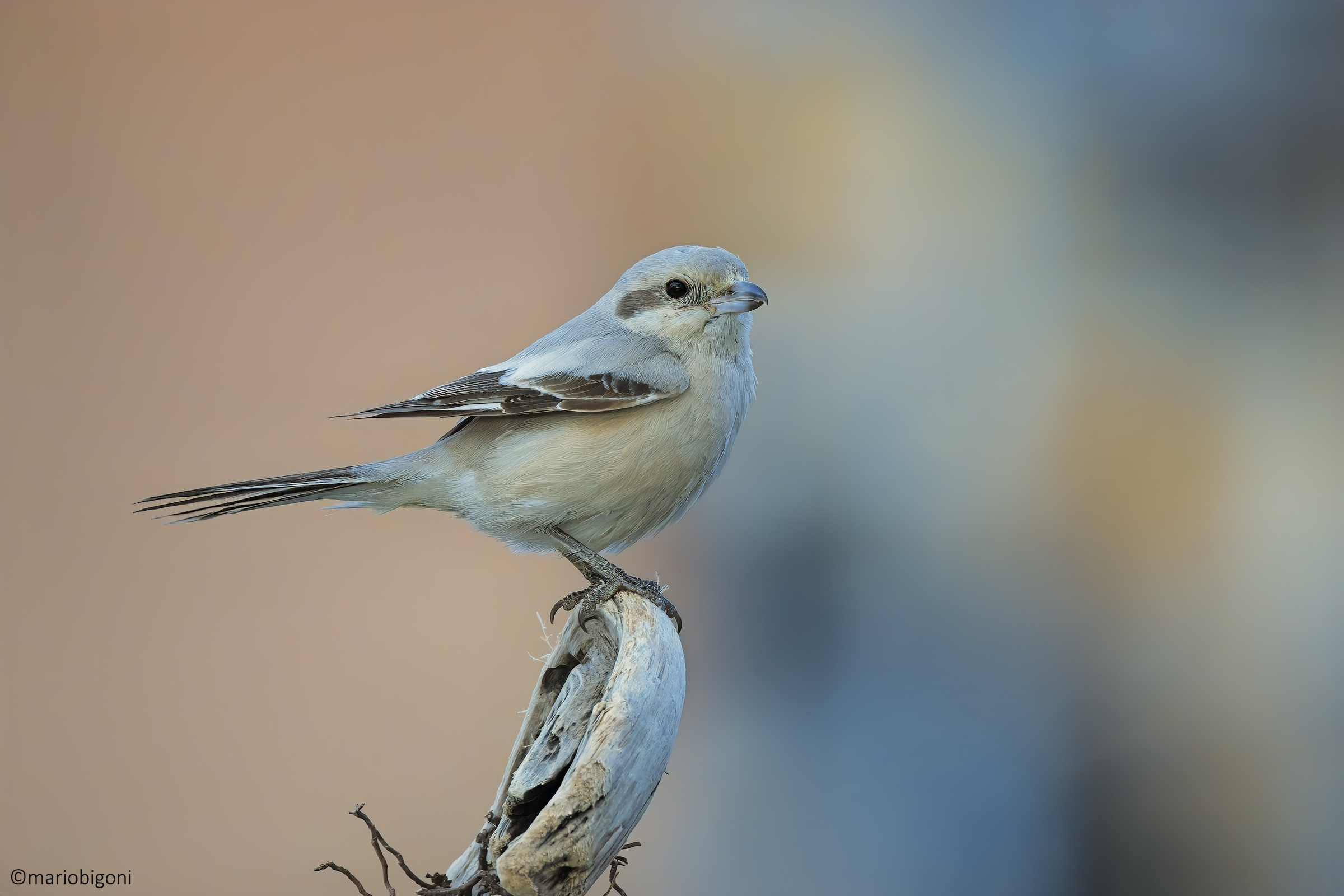 Averla maggiore becco pallido