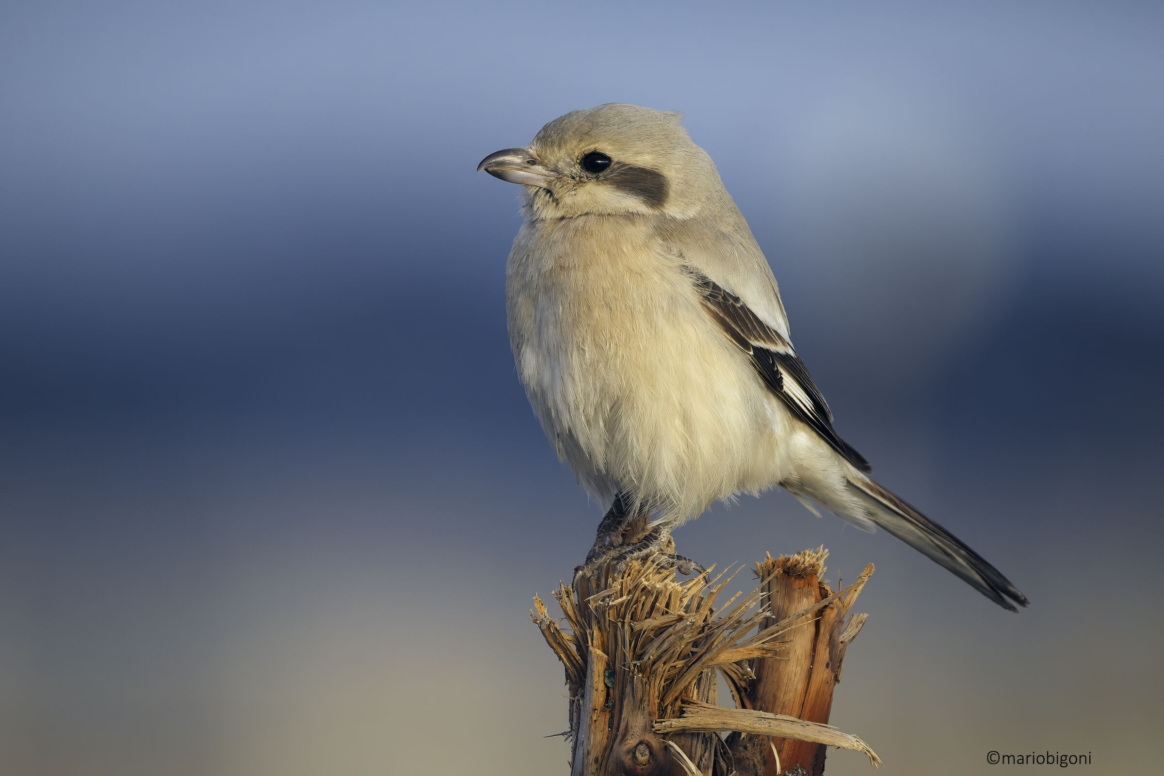 Averla maggiore becco pallido