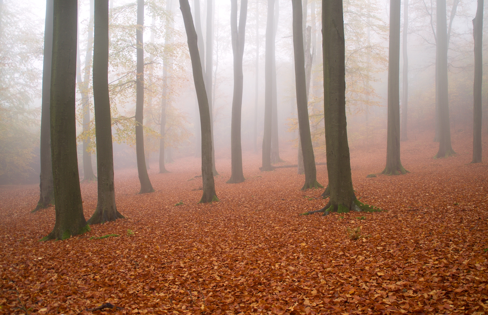 Nebbia nella foresta