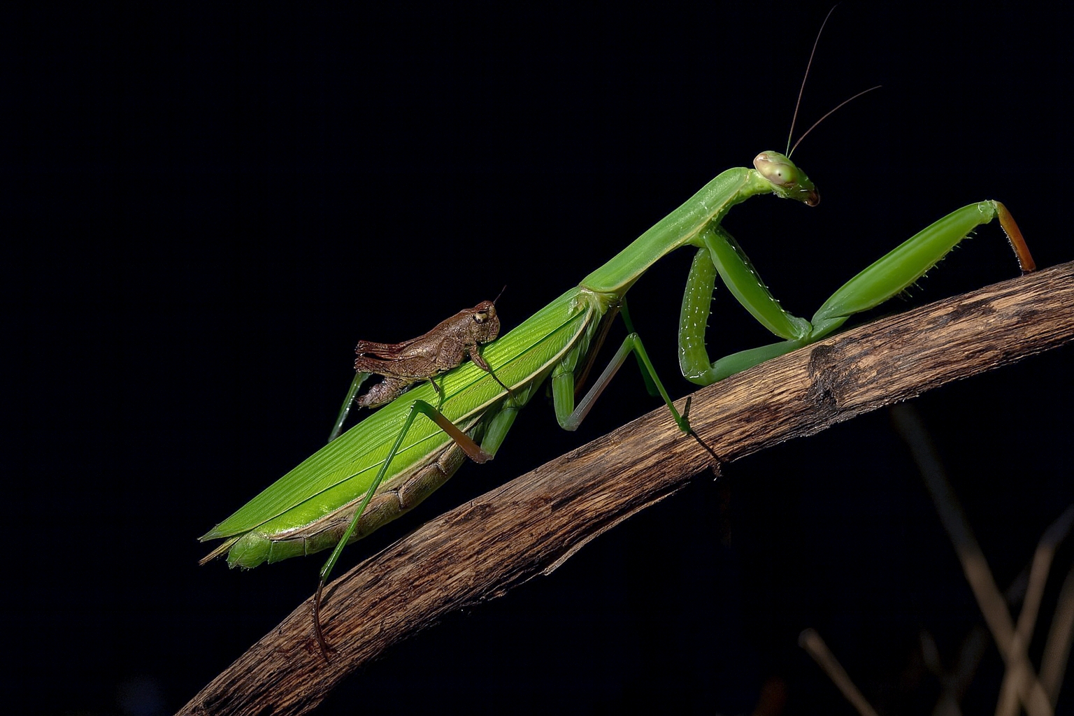 improbabile accoppiamento