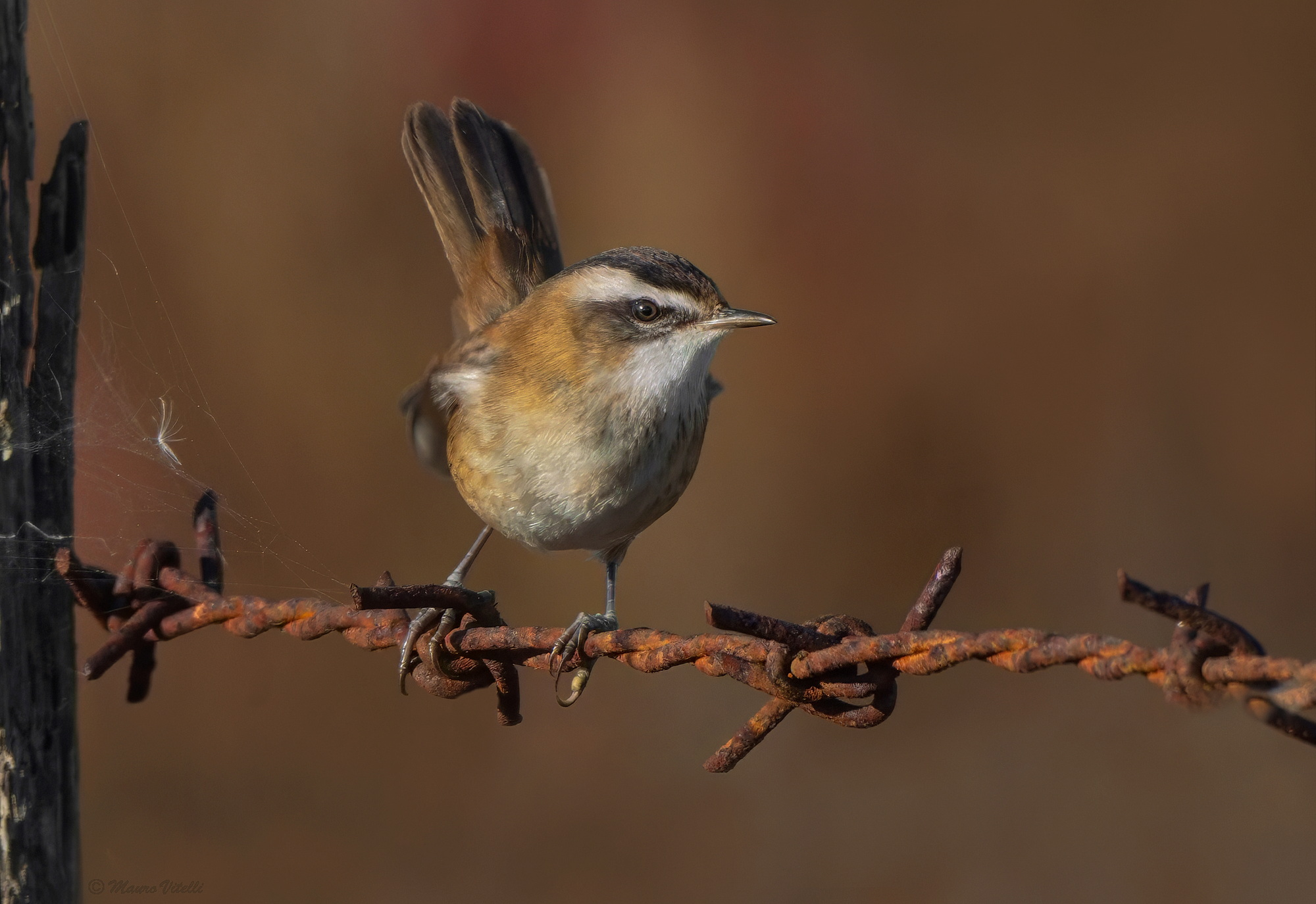 Forapaglie Castagnolo (Acrocephalus melanopogon)