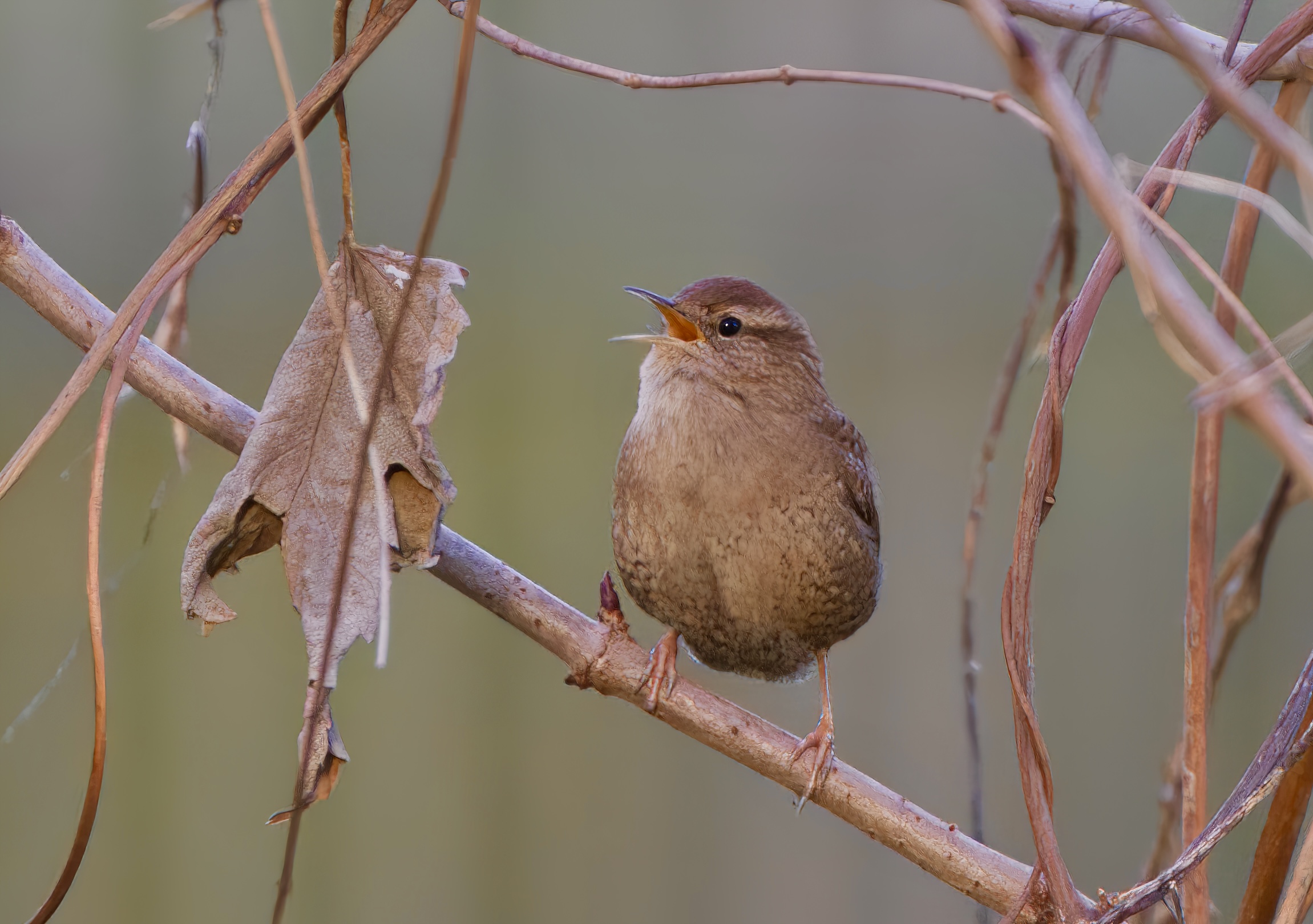 Il canto dello scricciolo