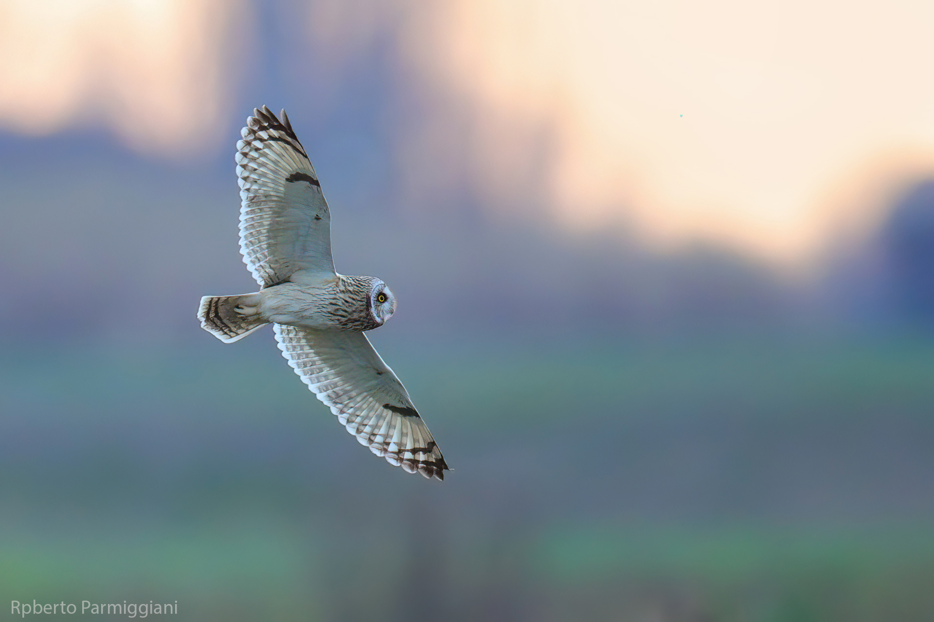 Frosty sunset with swamp owl