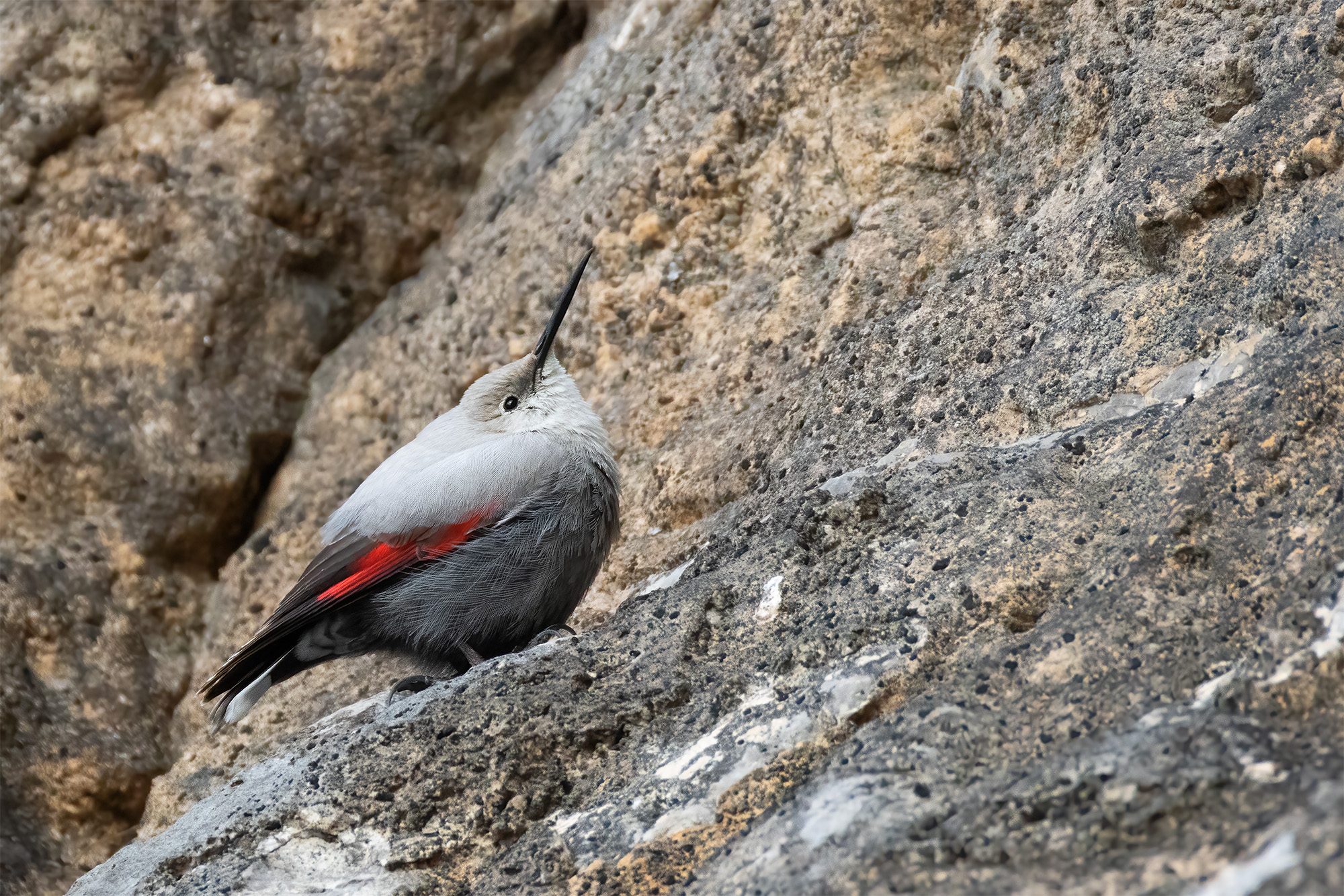 Wallcreeper