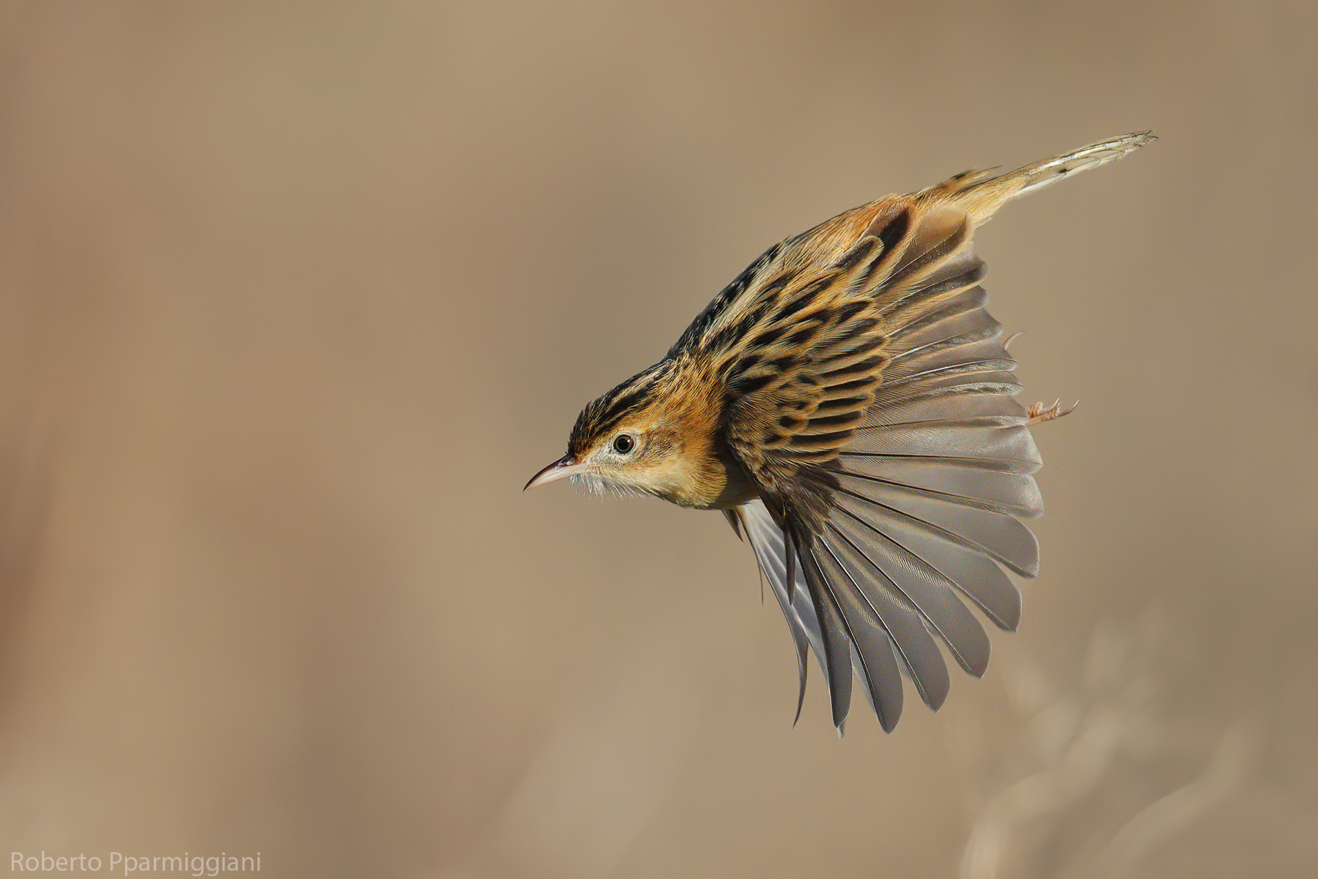 Flying Snipe