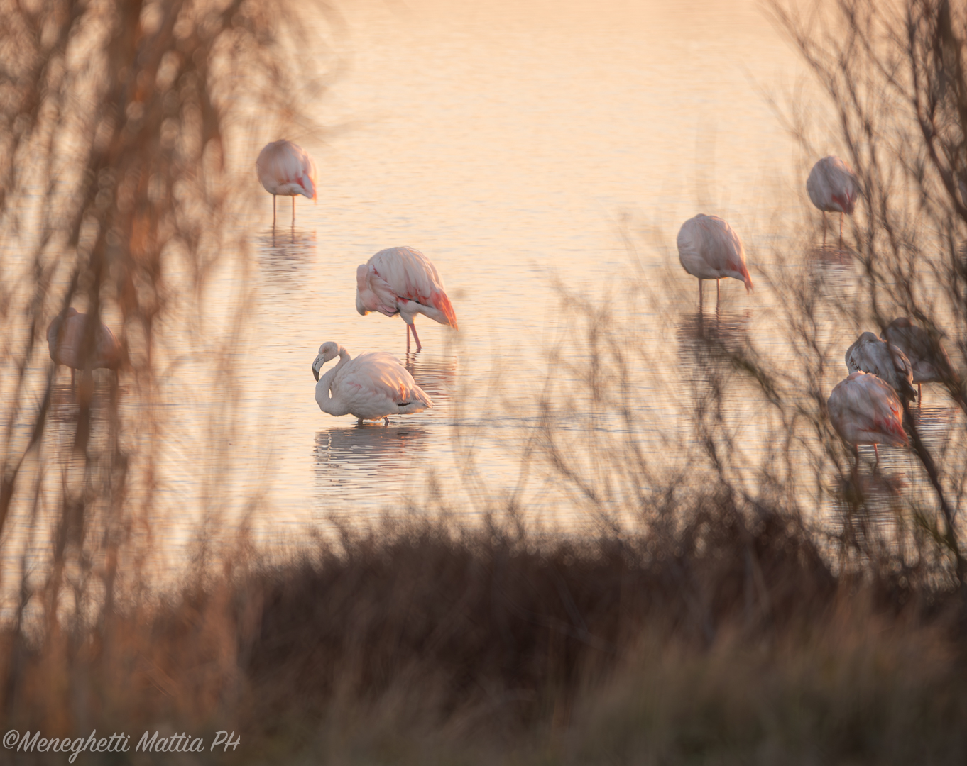 Flamingos in the lagoon